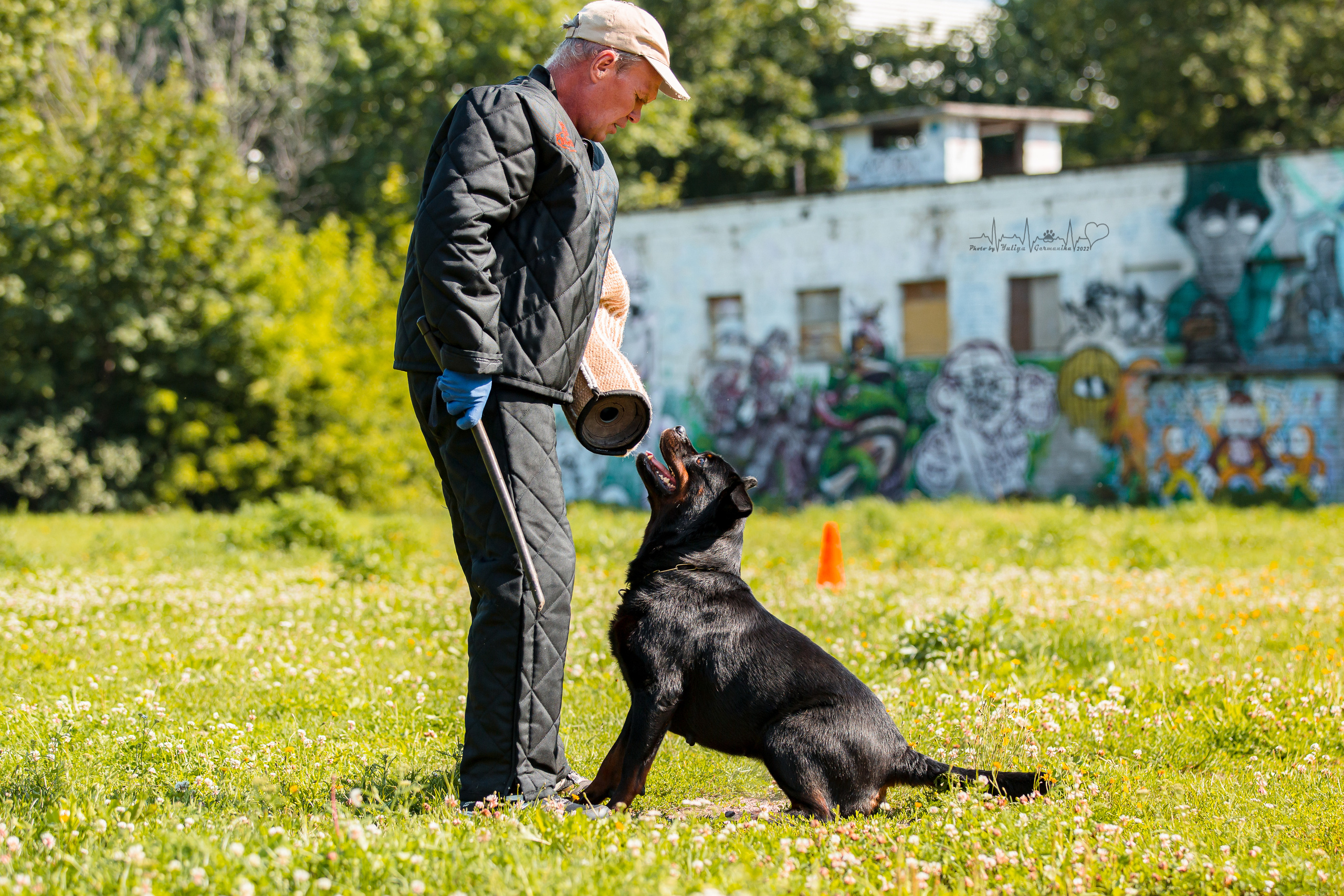 Санкт-Петербург моно ротвейлеров 23.07.2022. Фотограф-анималист Юлия Германика