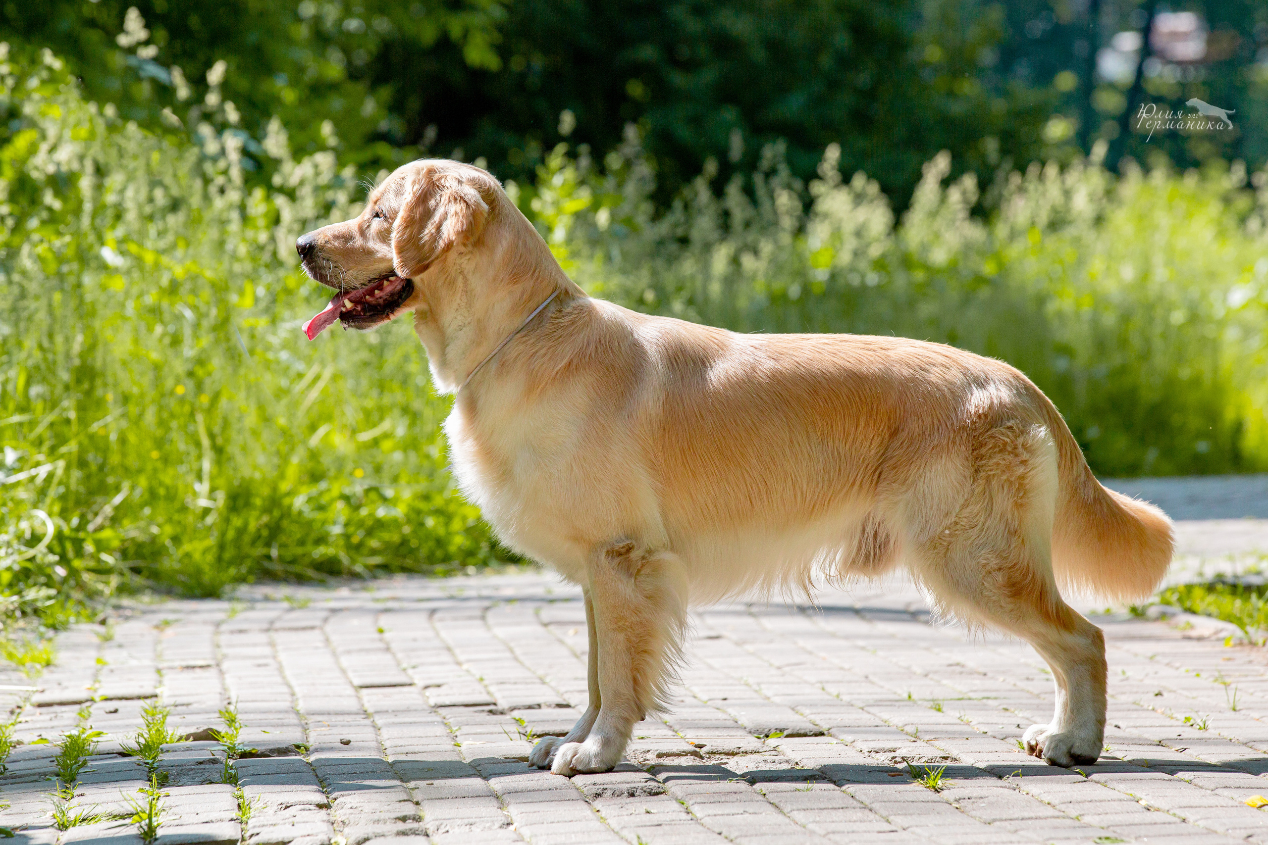 Сергиев Посад 2хСАС 25.06.2022. Фотограф-анималист Юлия Германика