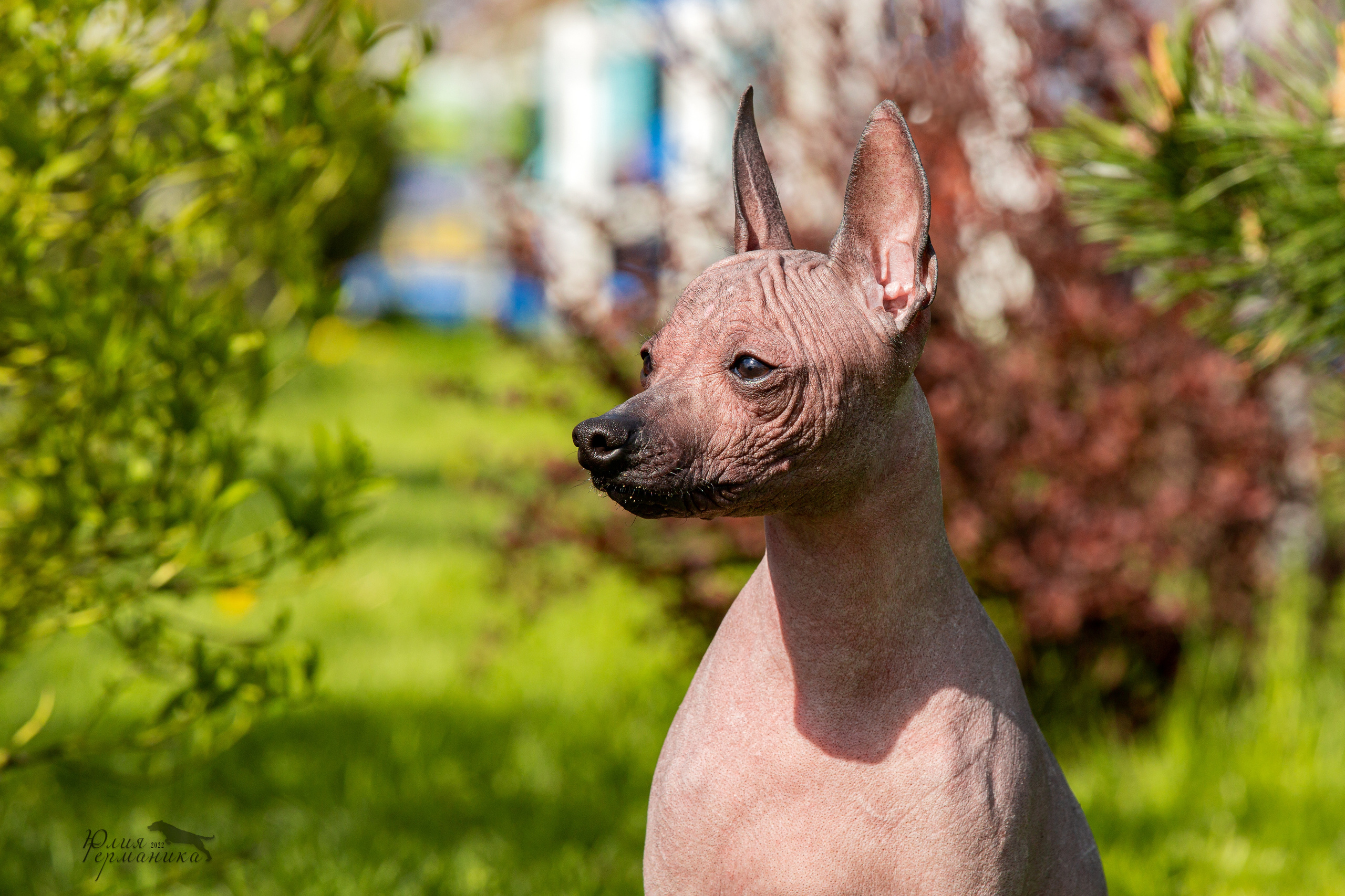 Евразия 21-22 мая 2022. Фотограф-анималист Юлия Германика