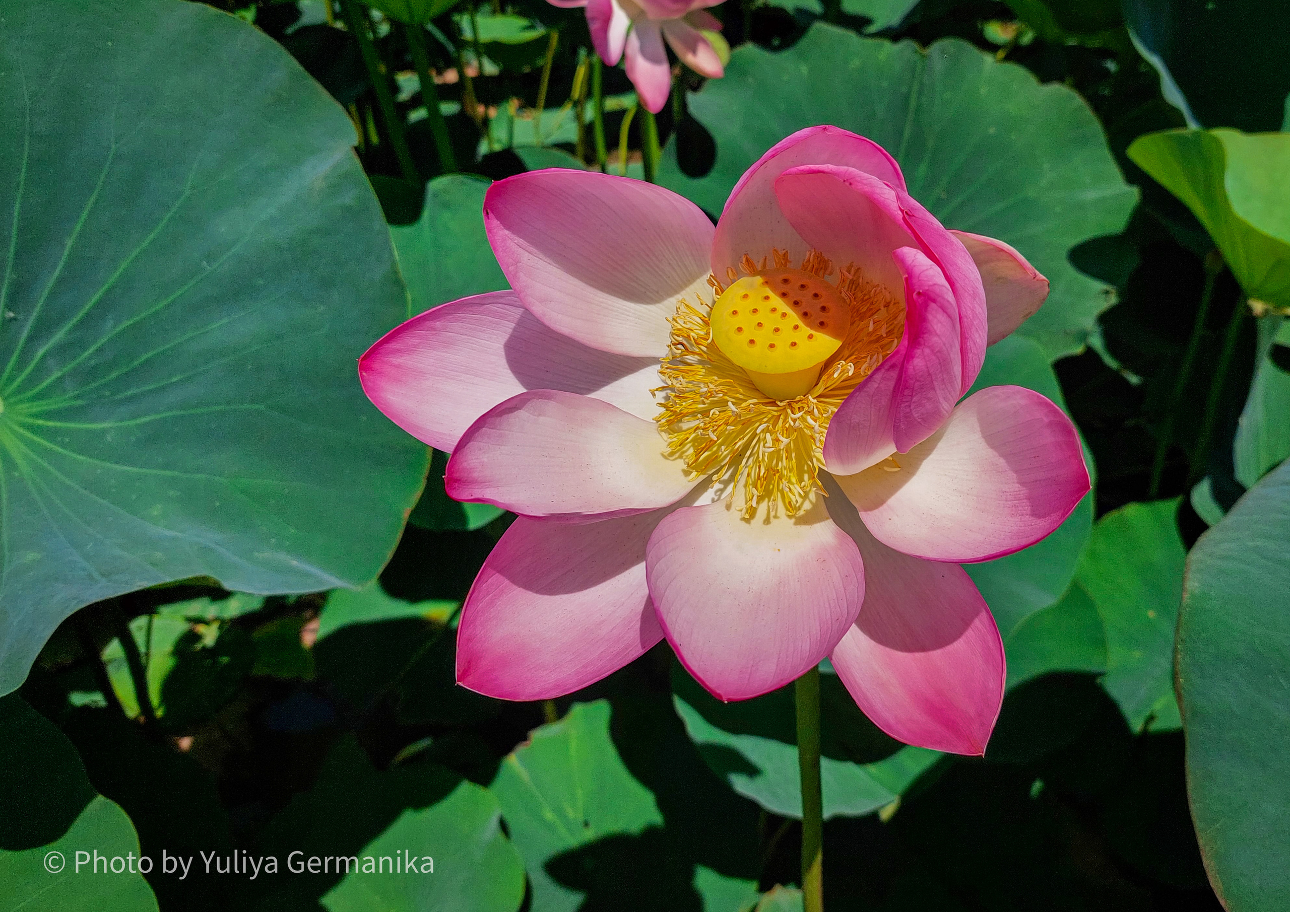 Разные фото на телефон.Города,природа. Фотограф-анималист Юлия Германика