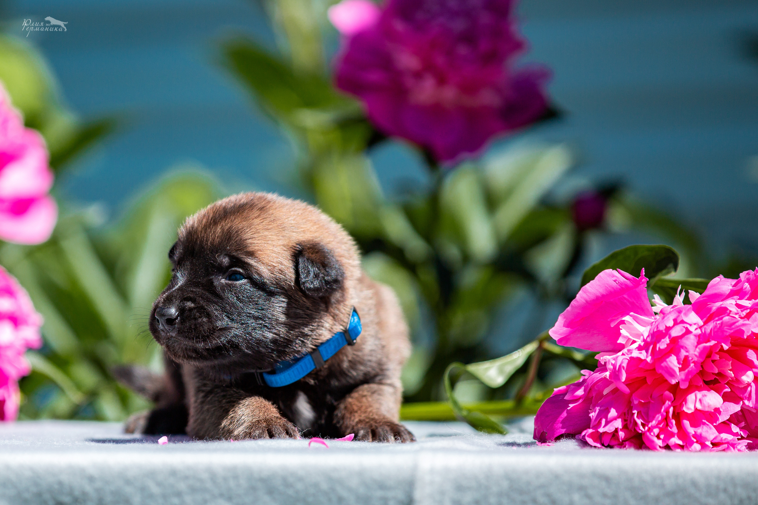 Съёмки щенков и котят. Фотограф-анималист Юлия Германика