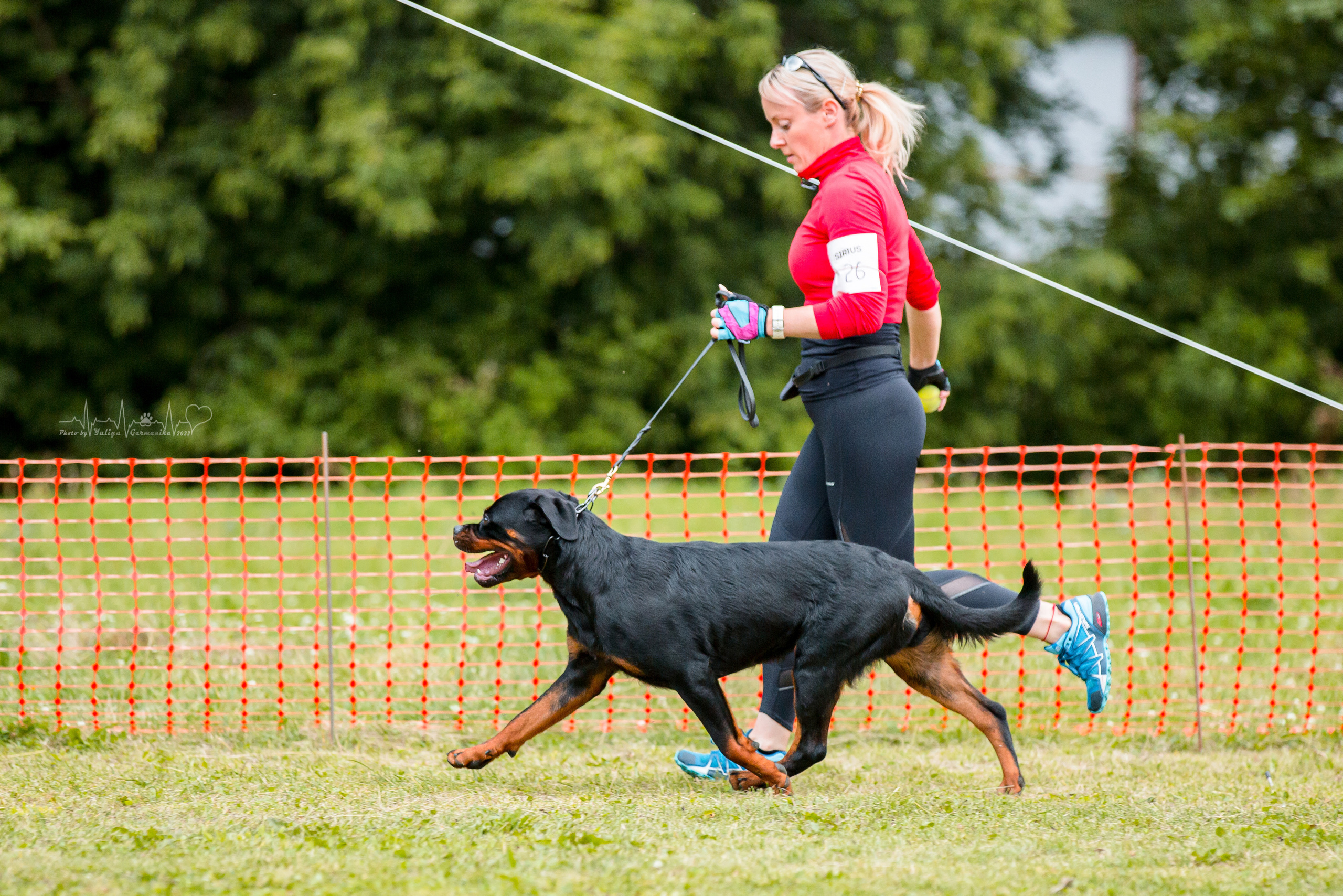 Санкт-Петербург моно ротвейлеров 23.07.2022. Фотограф-анималист Юлия Германика