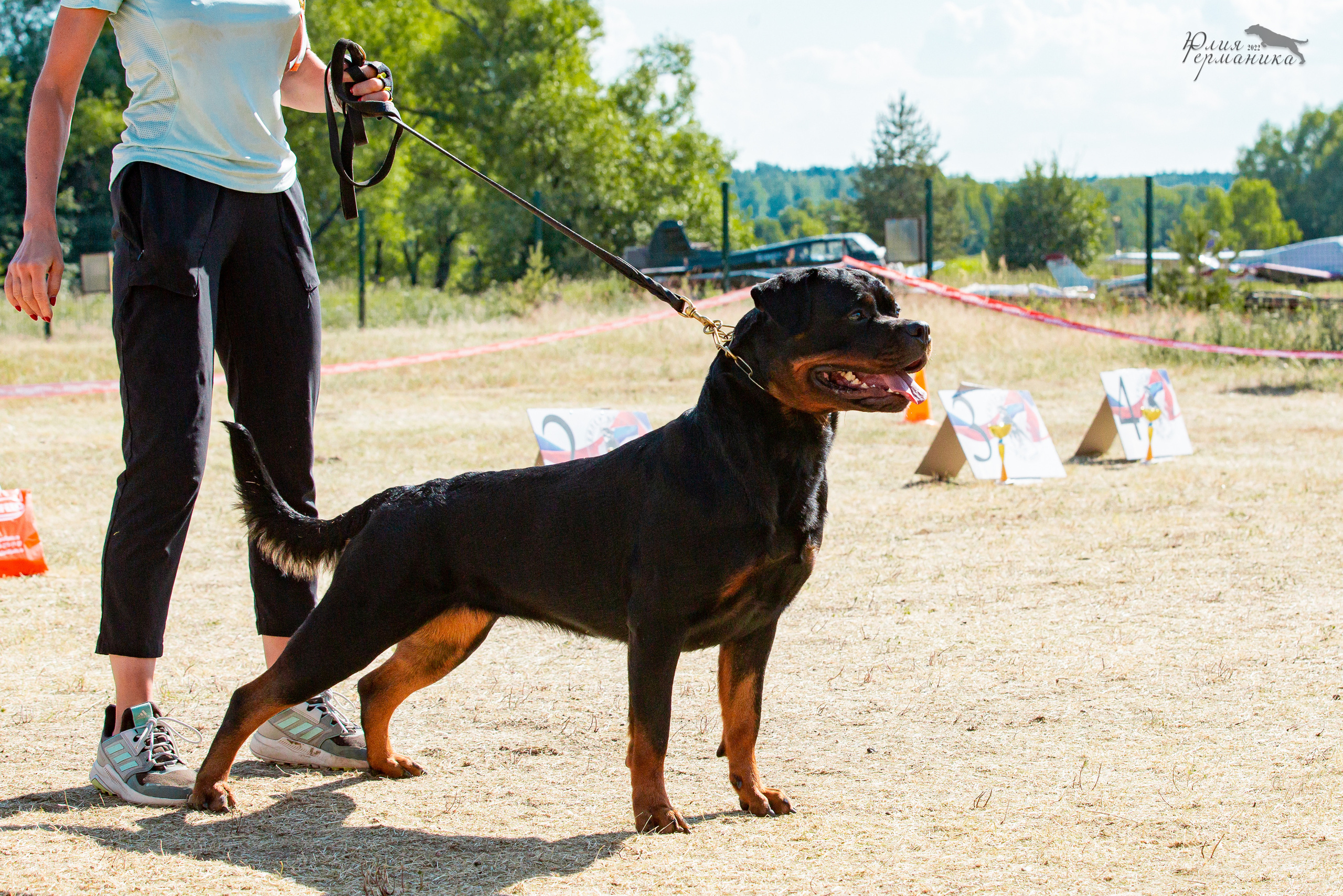Тверь моно ротвейлеров 2-3.07.2022. Фотограф-анималист Юлия Германика