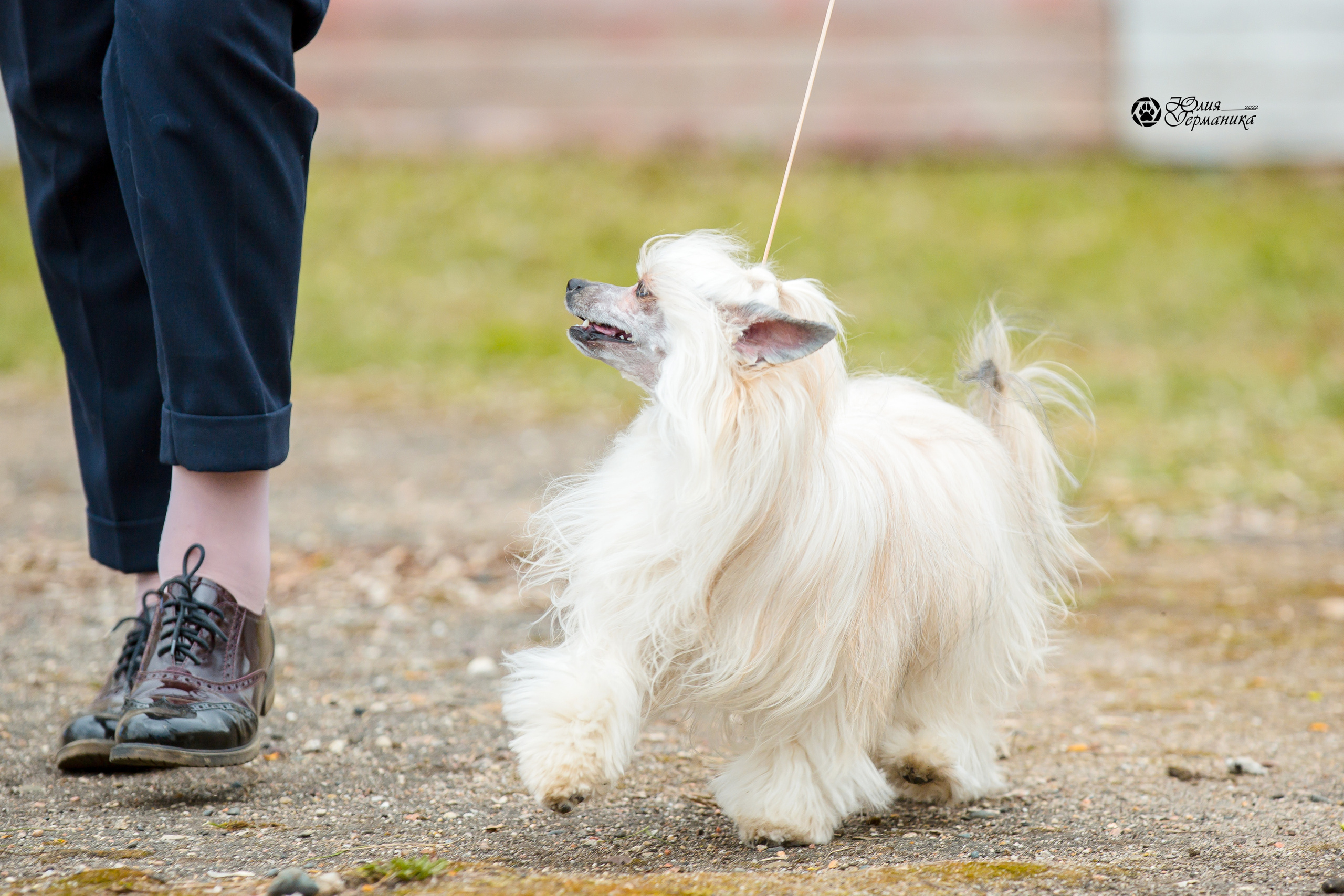 Александров 2хСАС 8 мая 2022. Фотограф-анималист Юлия Германика