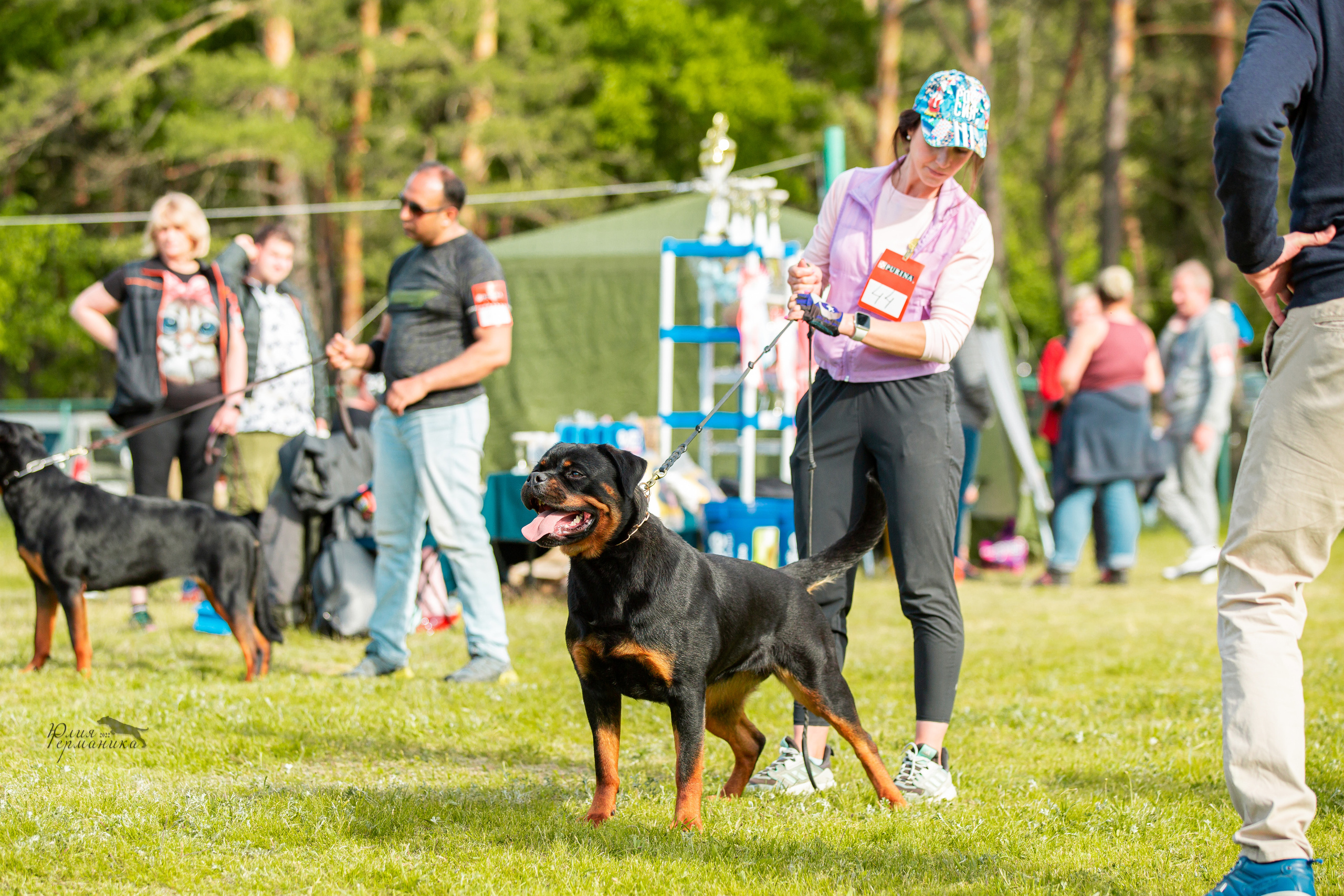 Воронеж моно ротвейлеров 28-29 мая 2022. Фотограф-анималист Юлия Германика