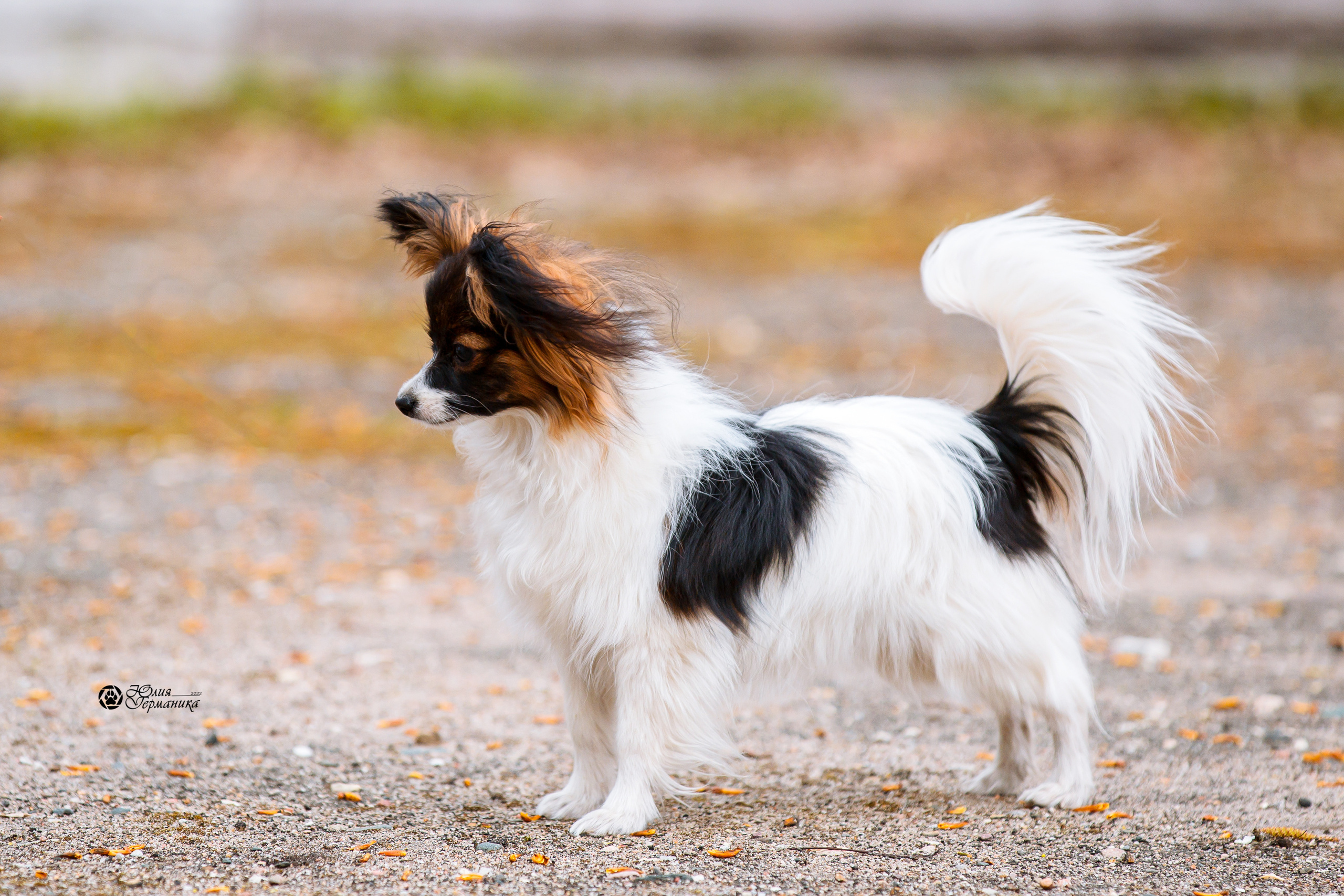 Александров 2хСАС 8 мая 2022. Фотограф-анималист Юлия Германика