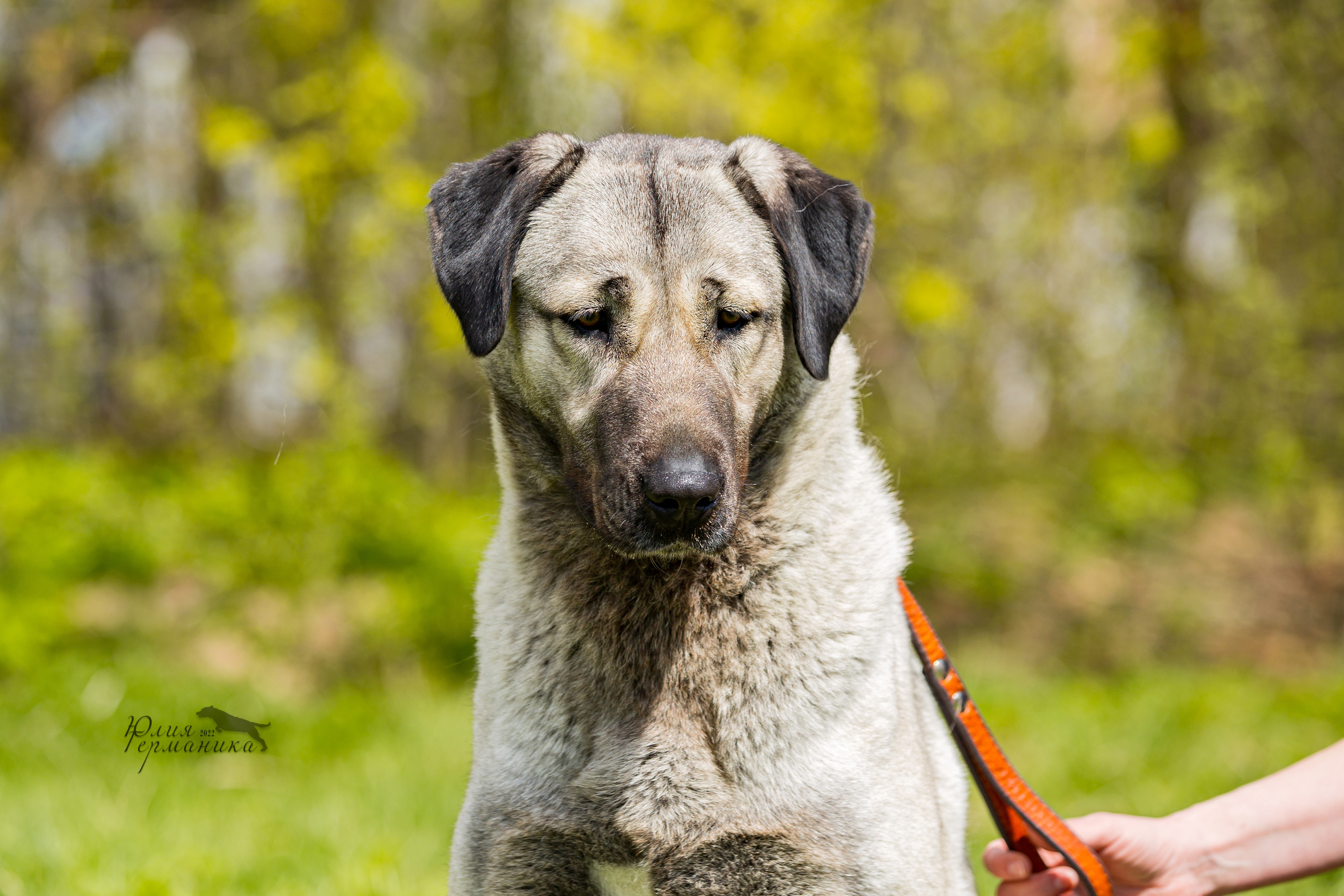 Пушкино 2хЧРКФ 14 мая 2022. Фотограф-анималист Юлия Германика