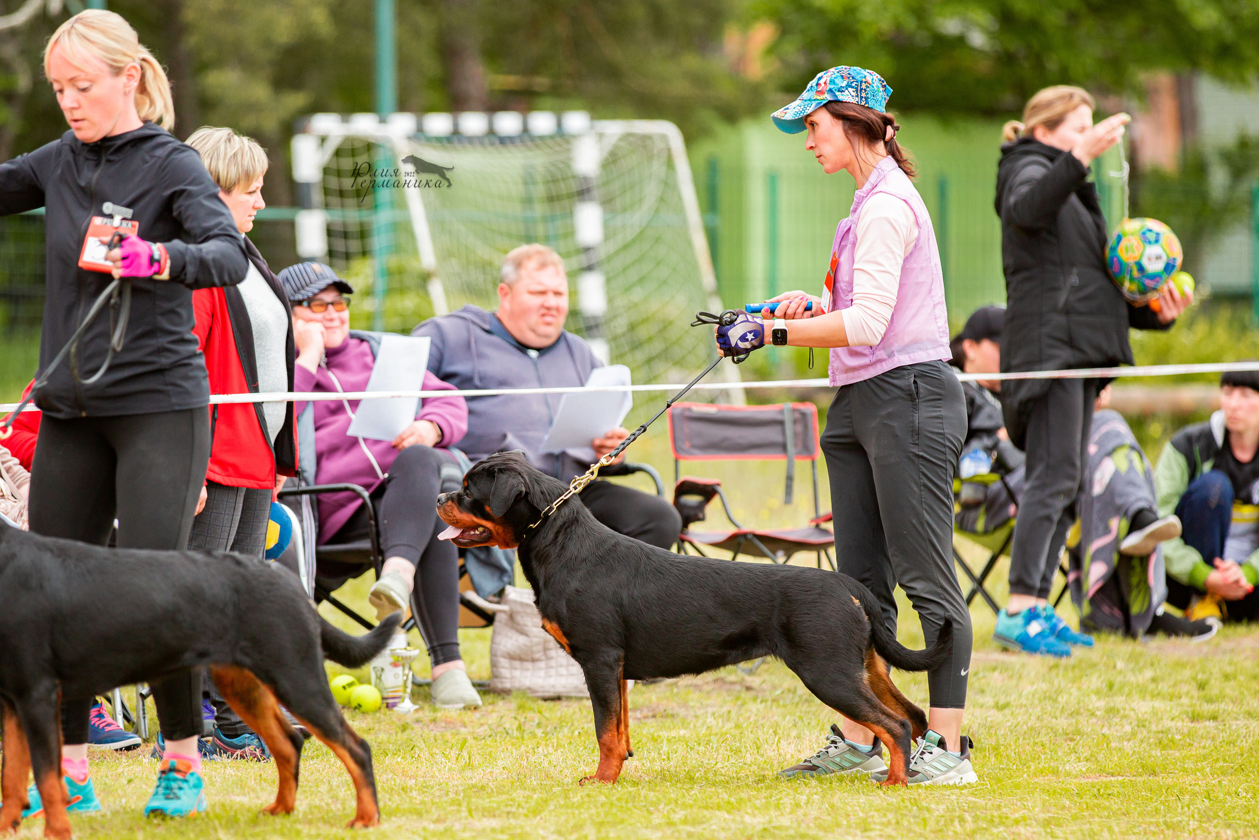 Воронеж моно ротвейлеров 28-29 мая 2022. Фотограф-анималист Юлия Германика