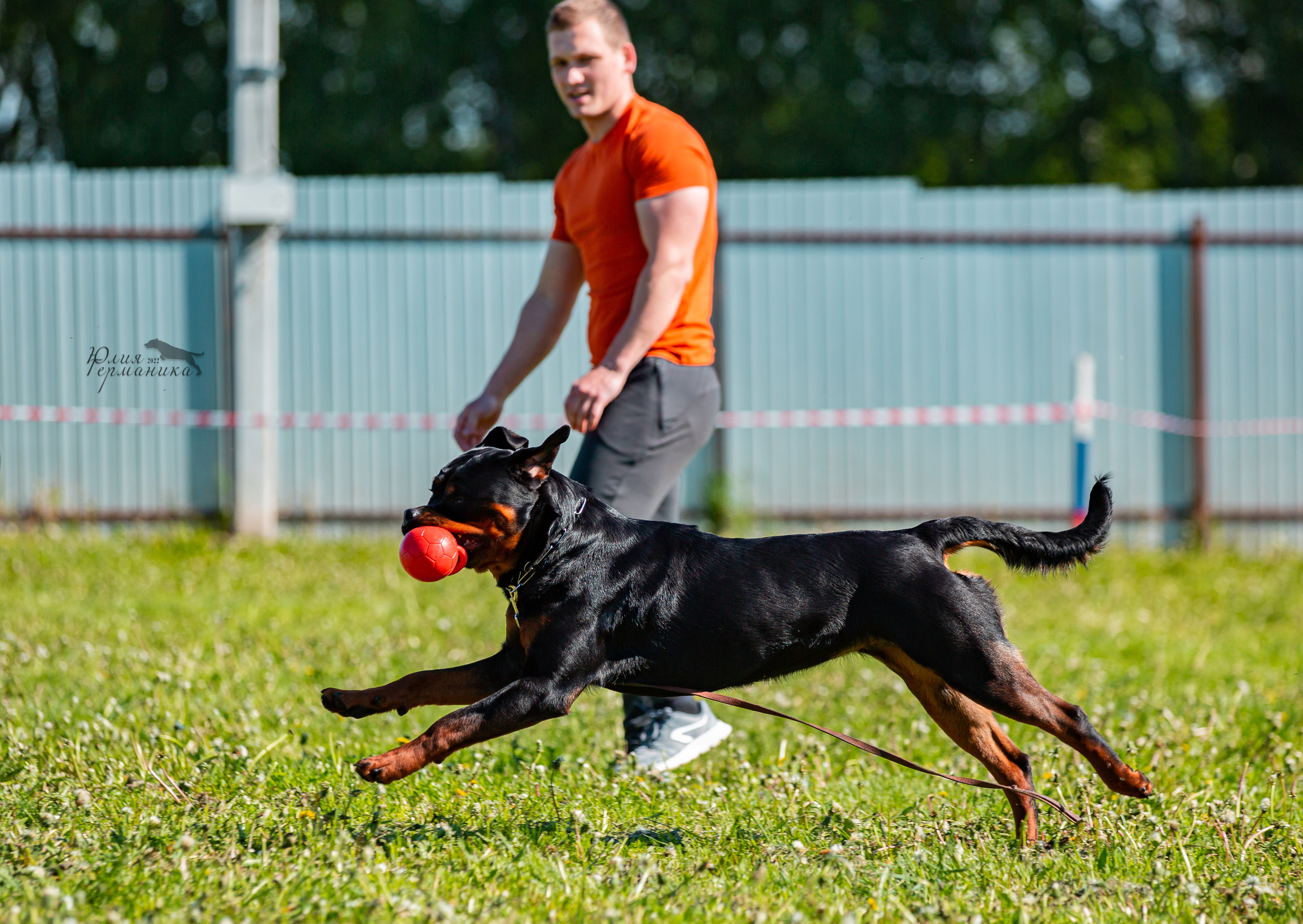 Нижний Новгород моно ротвейлеров 4 июня 2022. Фотограф-анималист Юлия Германика