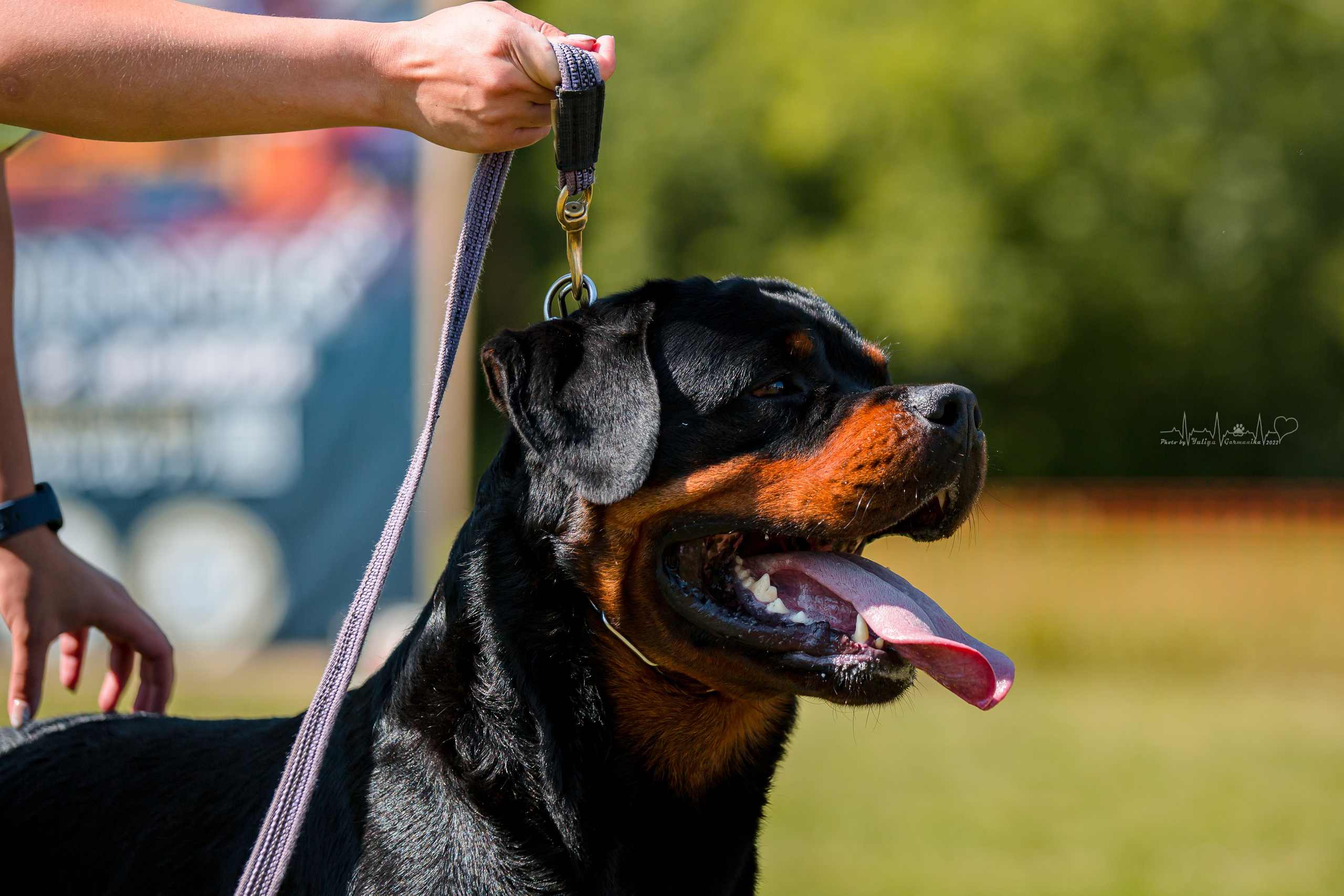 Санкт-Петербург моно ротвейлеров 23.07.2022. Фотограф-анималист Юлия Германика