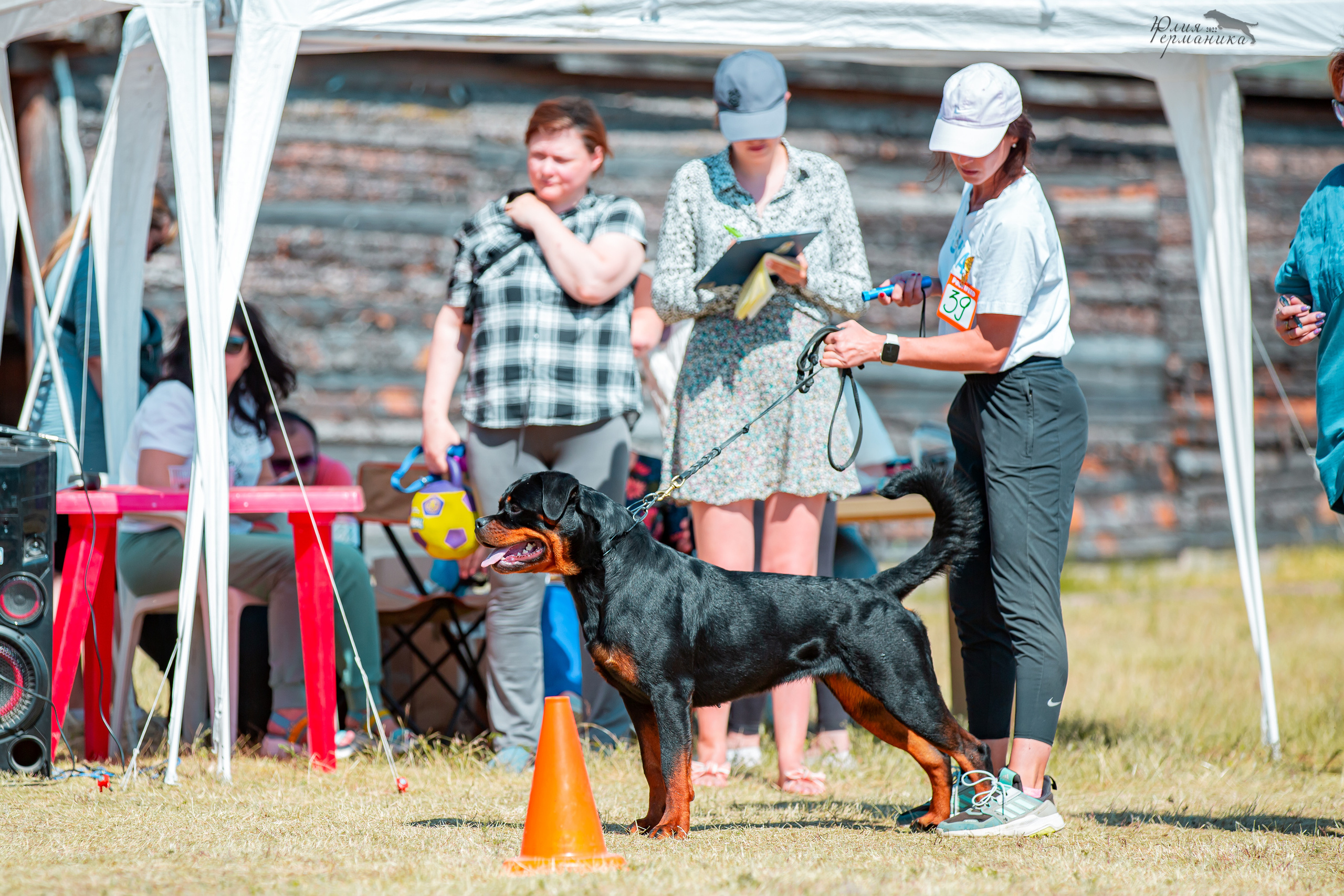 Тверь моно ротвейлеров 2-3.07.2022. Фотограф-анималист Юлия Германика