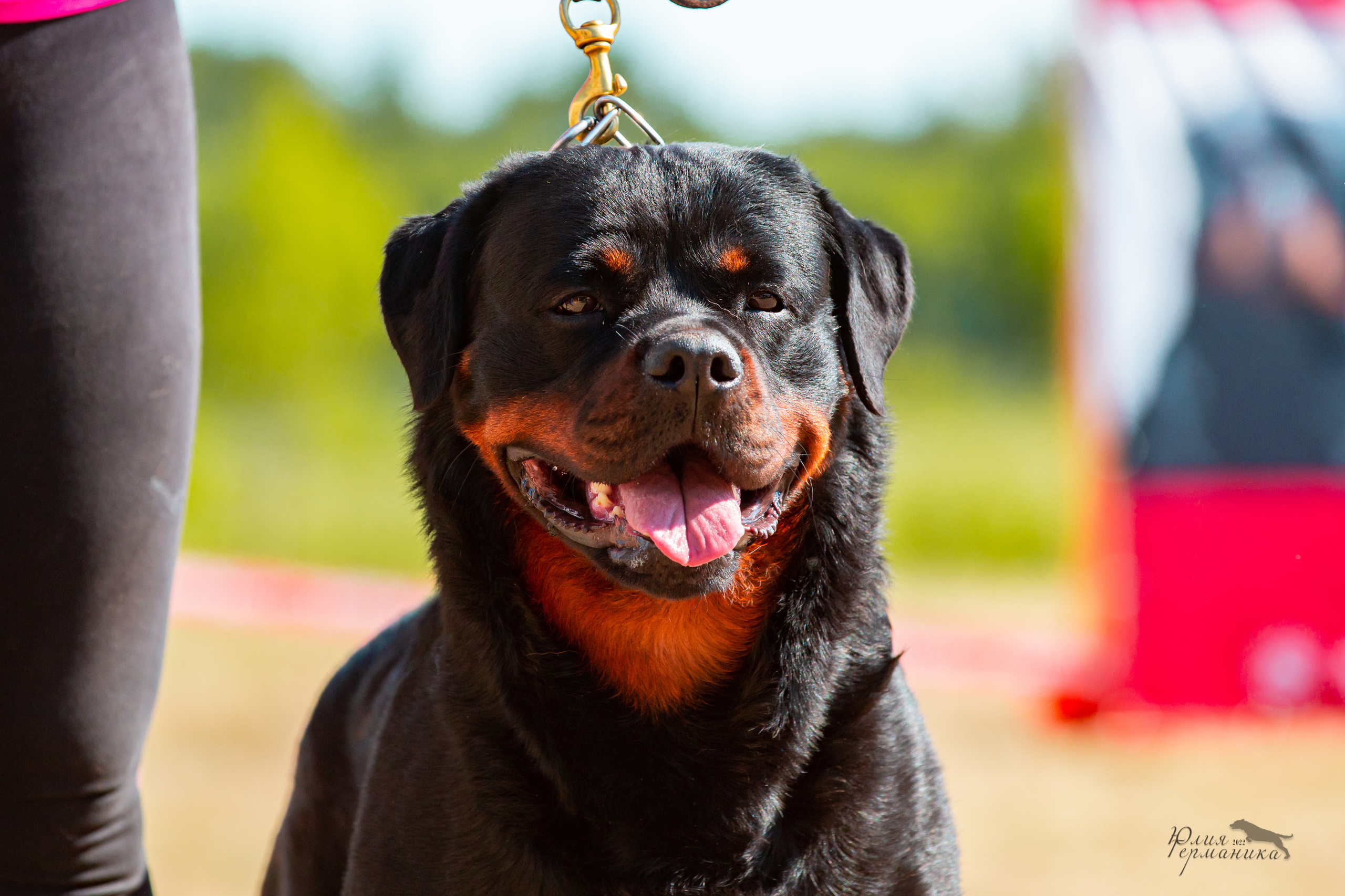 Тверь моно ротвейлеров 2-3.07.2022. Фотограф-анималист Юлия Германика