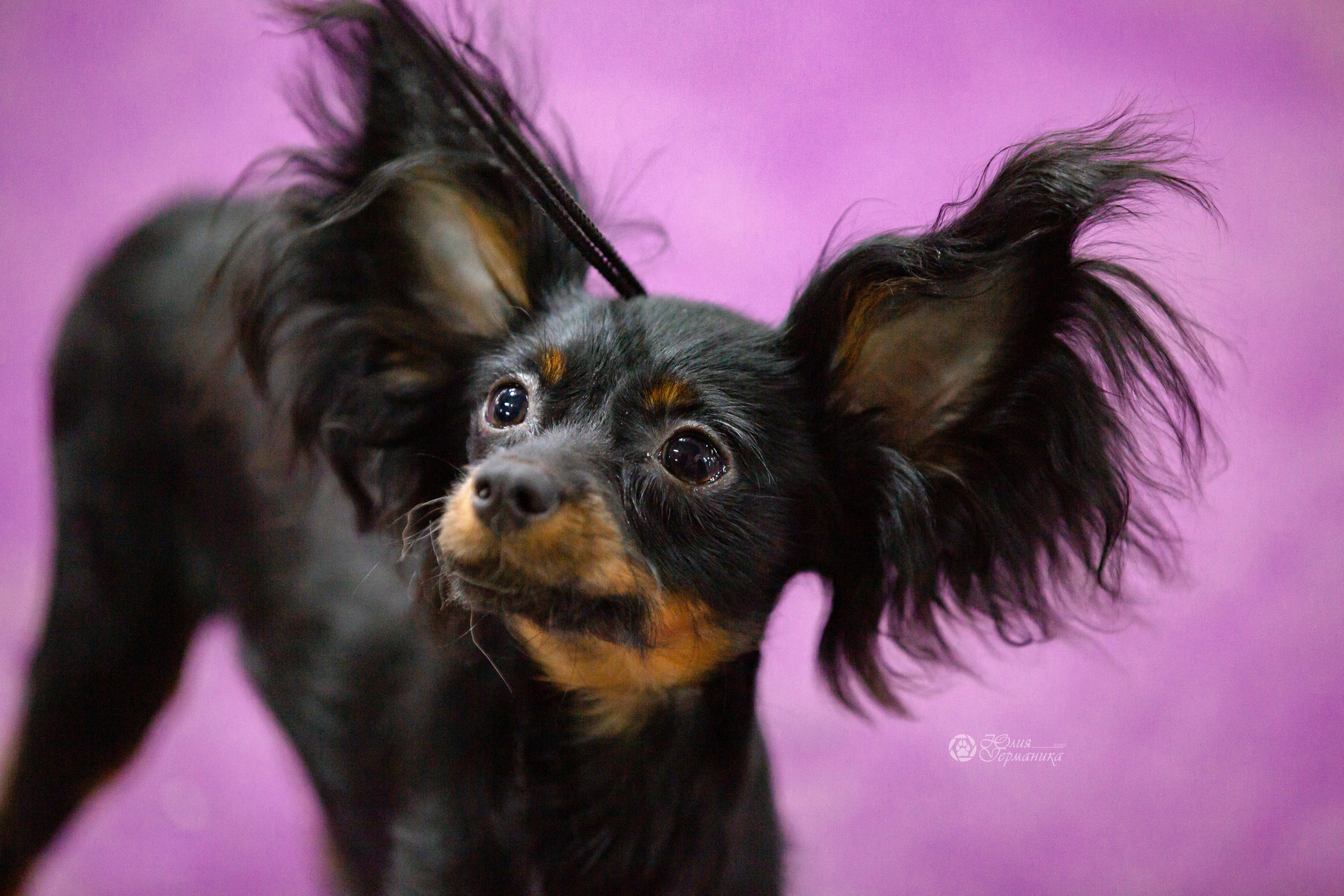 Чайна-Таун 16-17 апреля 2022. Фотограф-анималист Юлия Германика