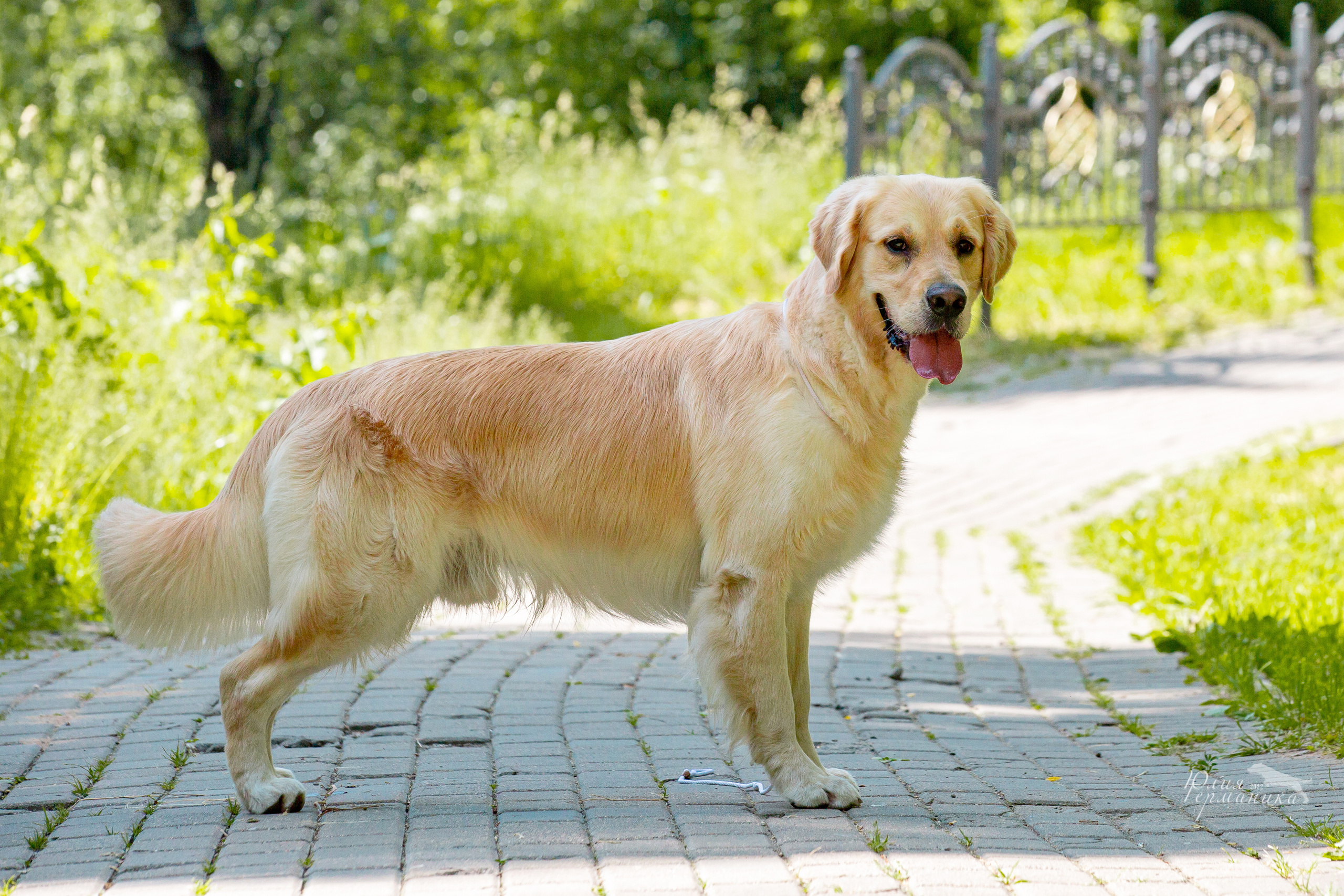 Сергиев Посад 2хСАС 25.06.2022. Фотограф-анималист Юлия Германика
