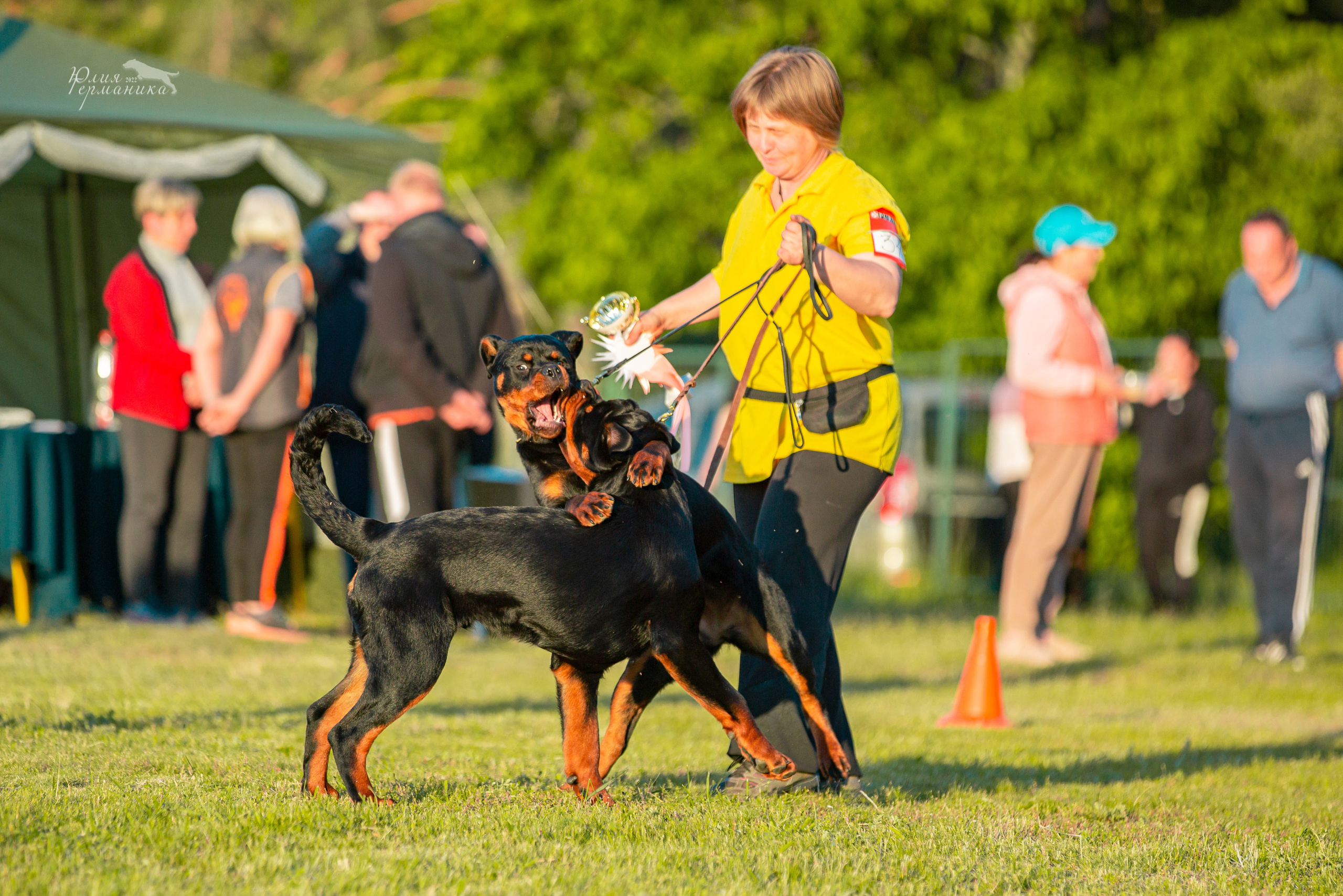 Воронеж моно ротвейлеров 28-29 мая 2022. Фотограф-анималист Юлия Германика