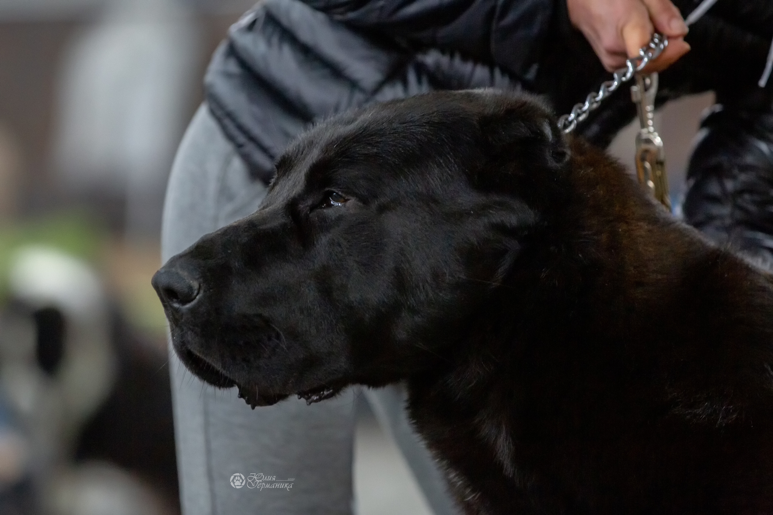 Националка САО+КЧК 24 апреля 2022. Фотограф-анималист Юлия Германика