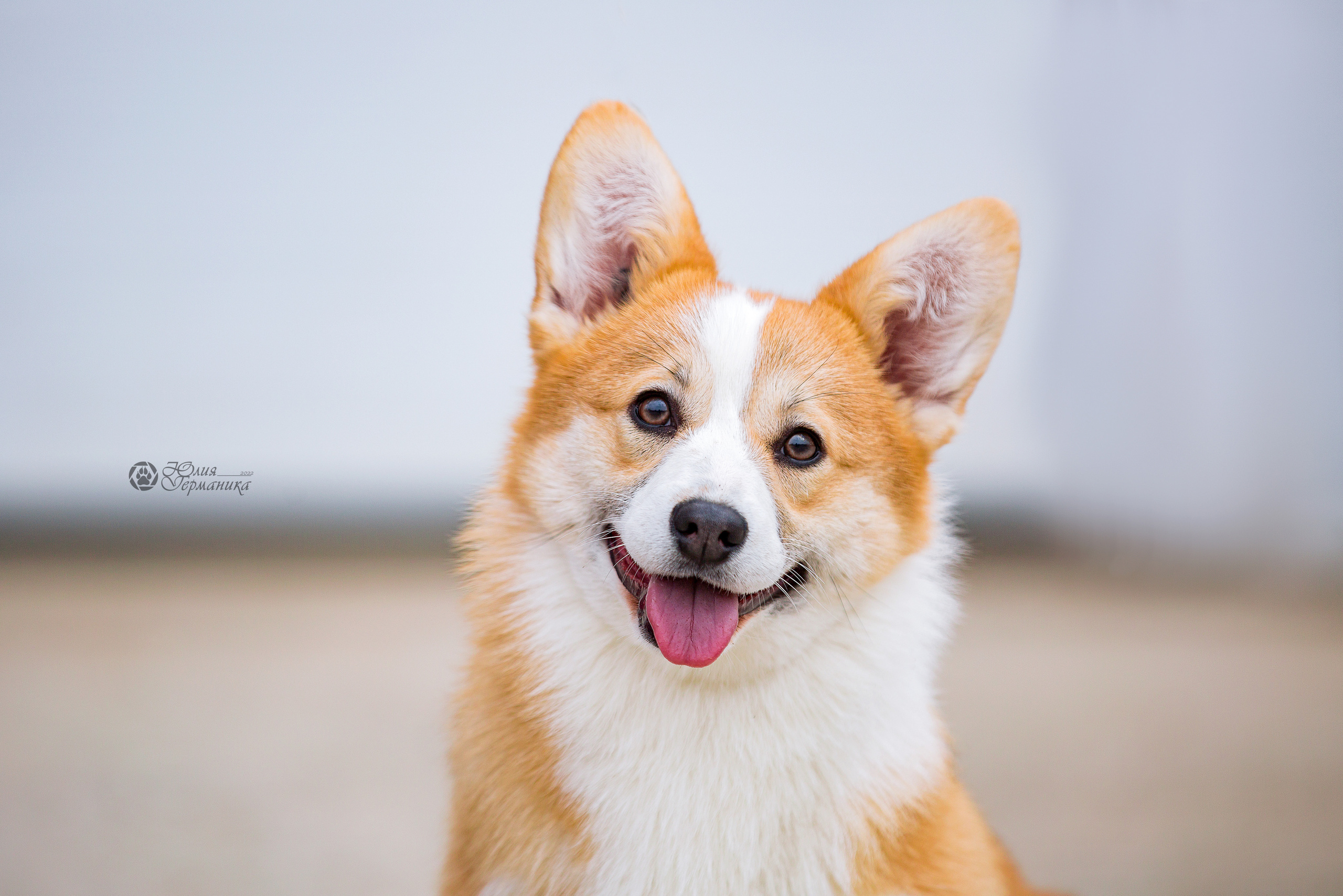 Сергиев Посад 23.04.2022. Фотограф-анималист Юлия Германика