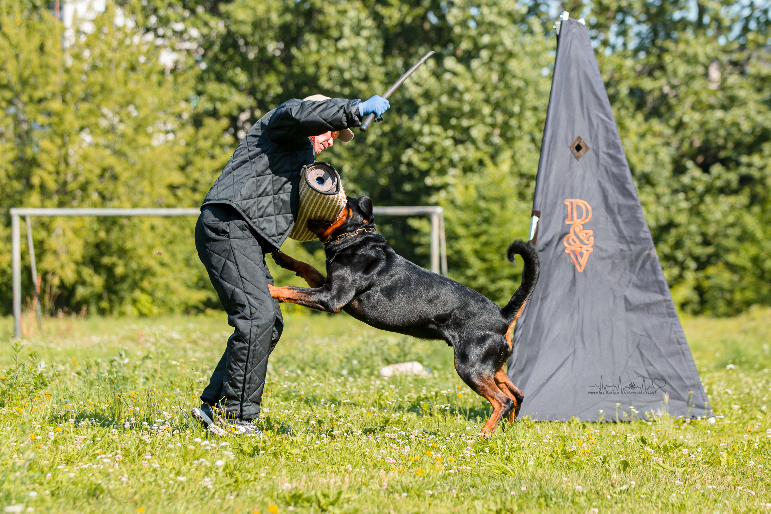 Санкт-Петербург моно ротвейлеров 23.07.2022. Фотограф-анималист Юлия Германика