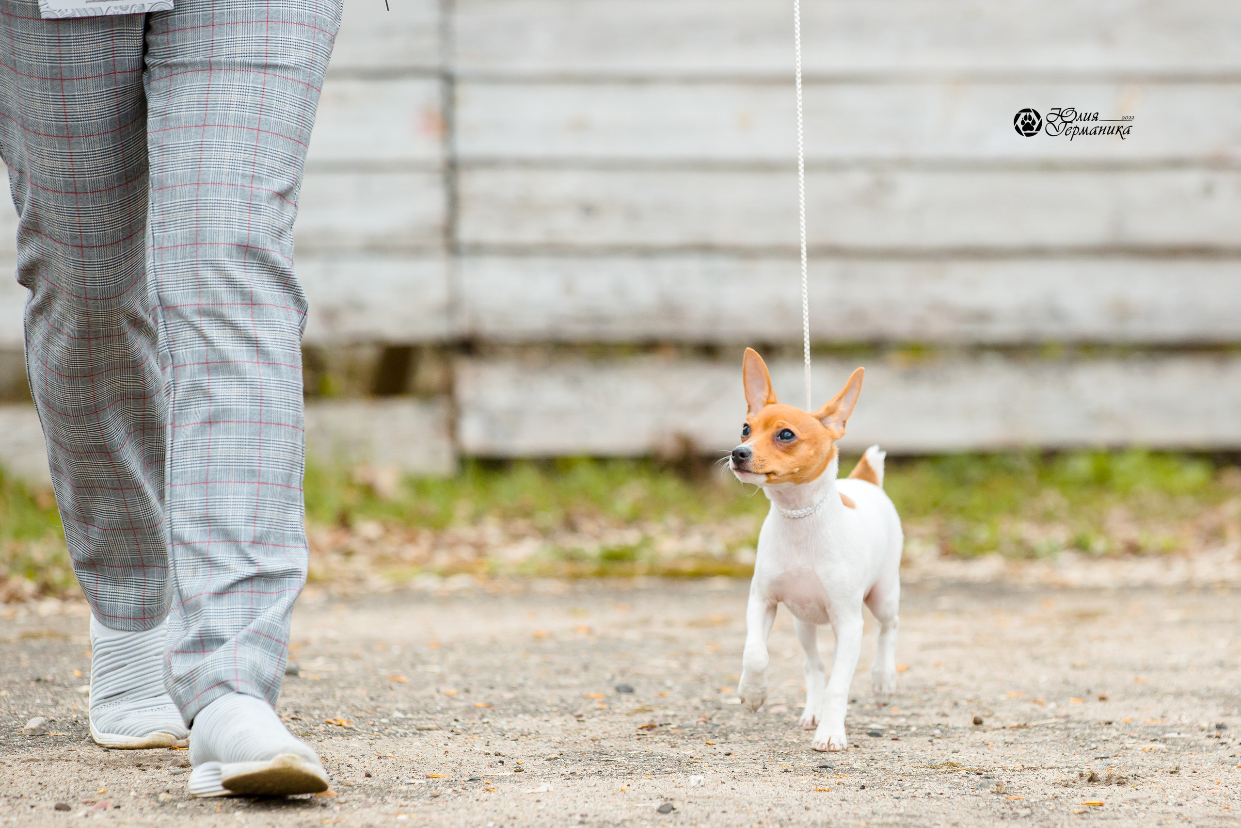 Александров 2хСАС 8 мая 2022. Фотограф-анималист Юлия Германика