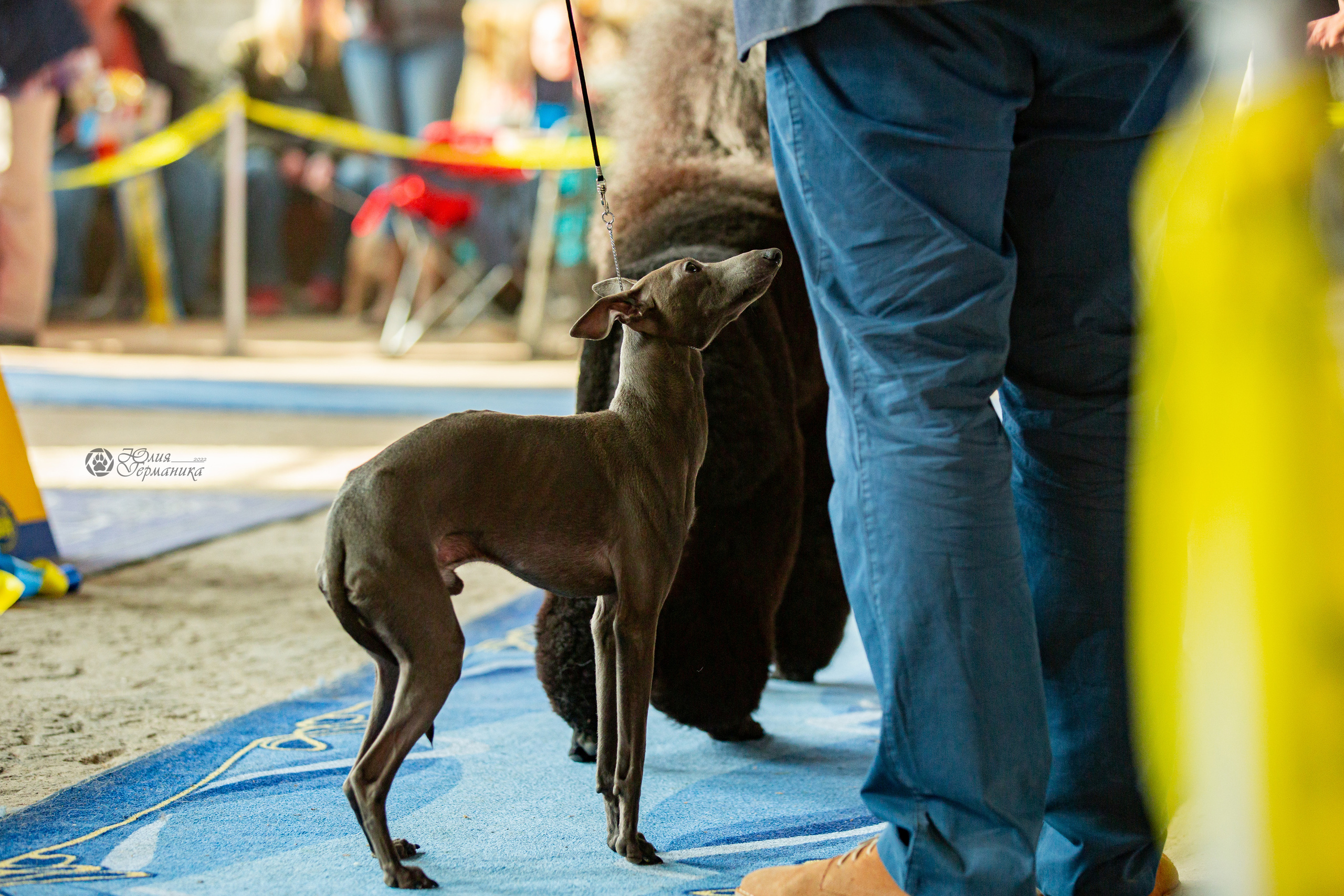 Сергиев Посад 23.04.2022. Фотограф-анималист Юлия Германика