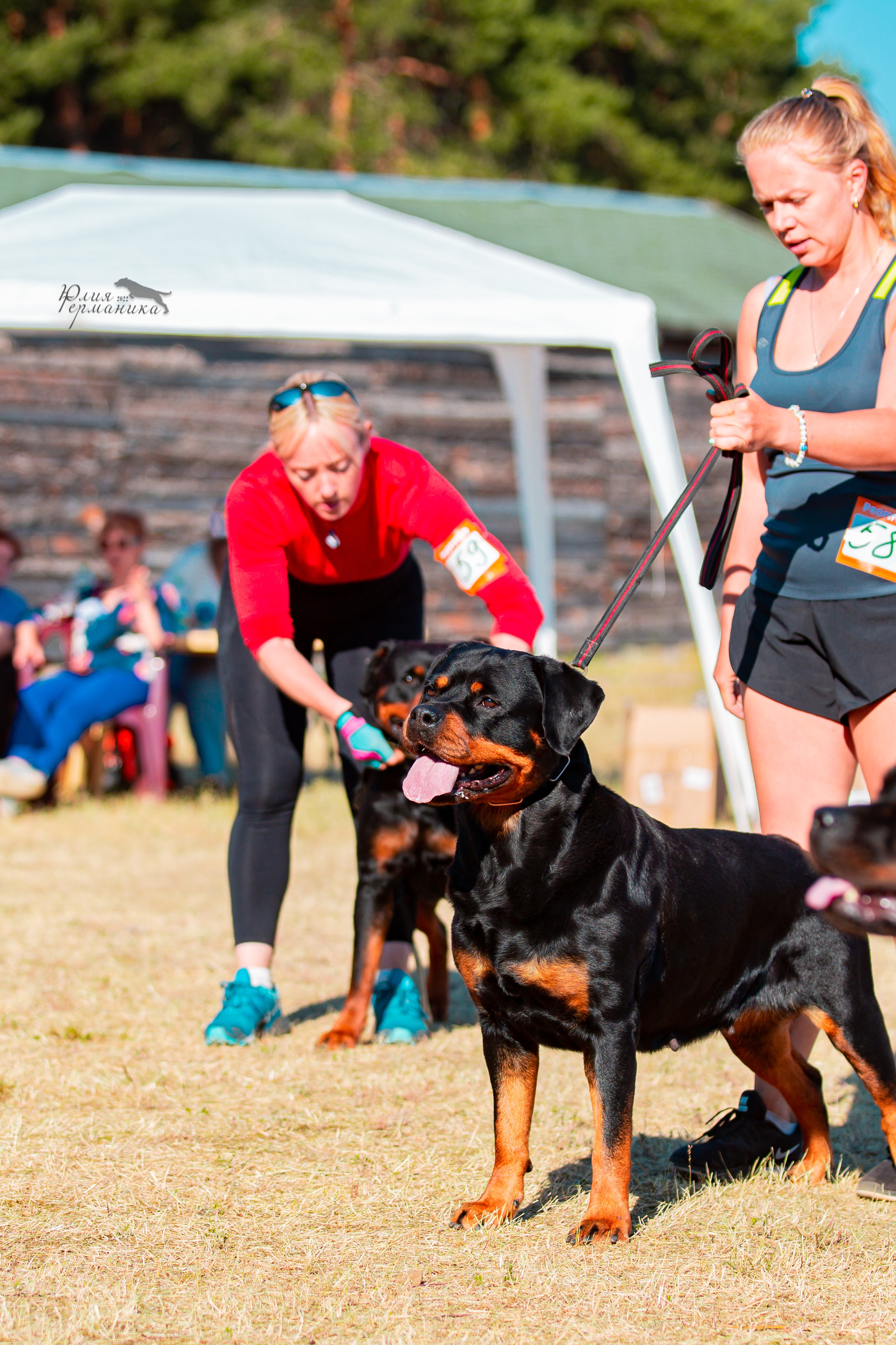 Тверь моно ротвейлеров 2-3.07.2022. Фотограф-анималист Юлия Германика