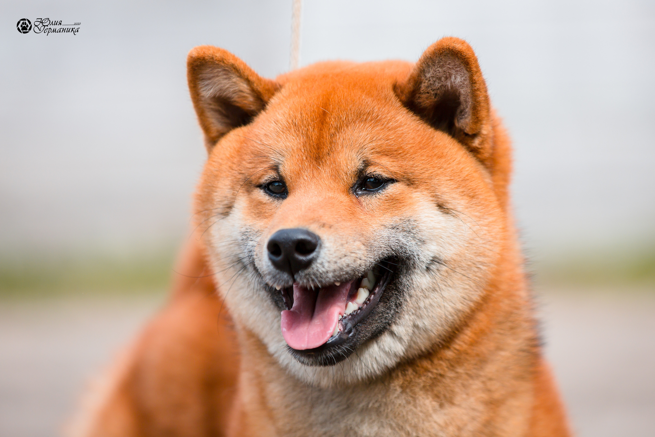 Александров 2хСАС 8 мая 2022. Фотограф-анималист Юлия Германика