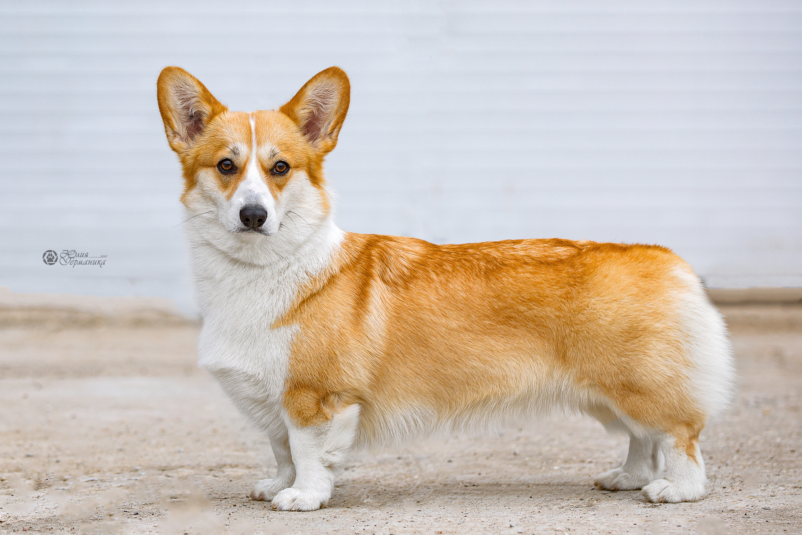 Сергиев Посад 23.04.2022. Фотограф-анималист Юлия Германика