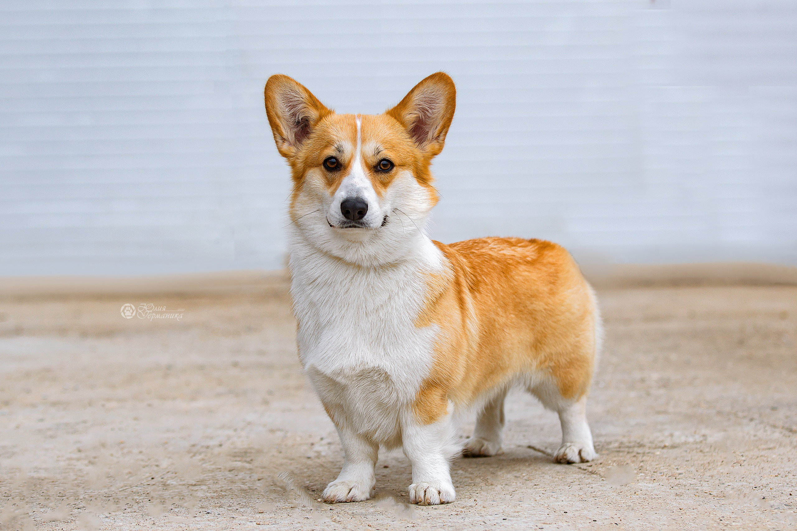 Сергиев Посад 23.04.2022. Фотограф-анималист Юлия Германика