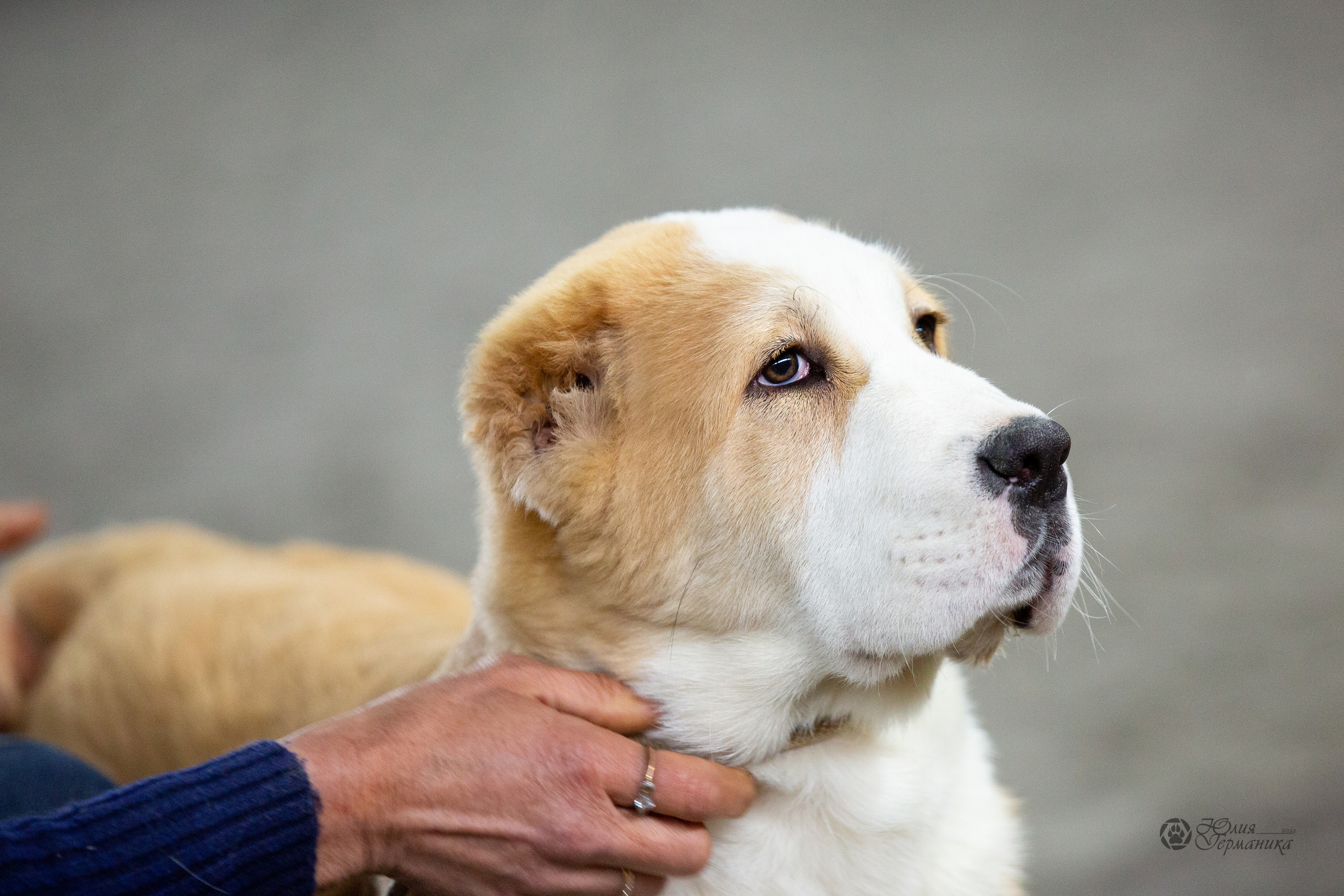 Националка САО+КЧК 24 апреля 2022. Фотограф-анималист Юлия Германика