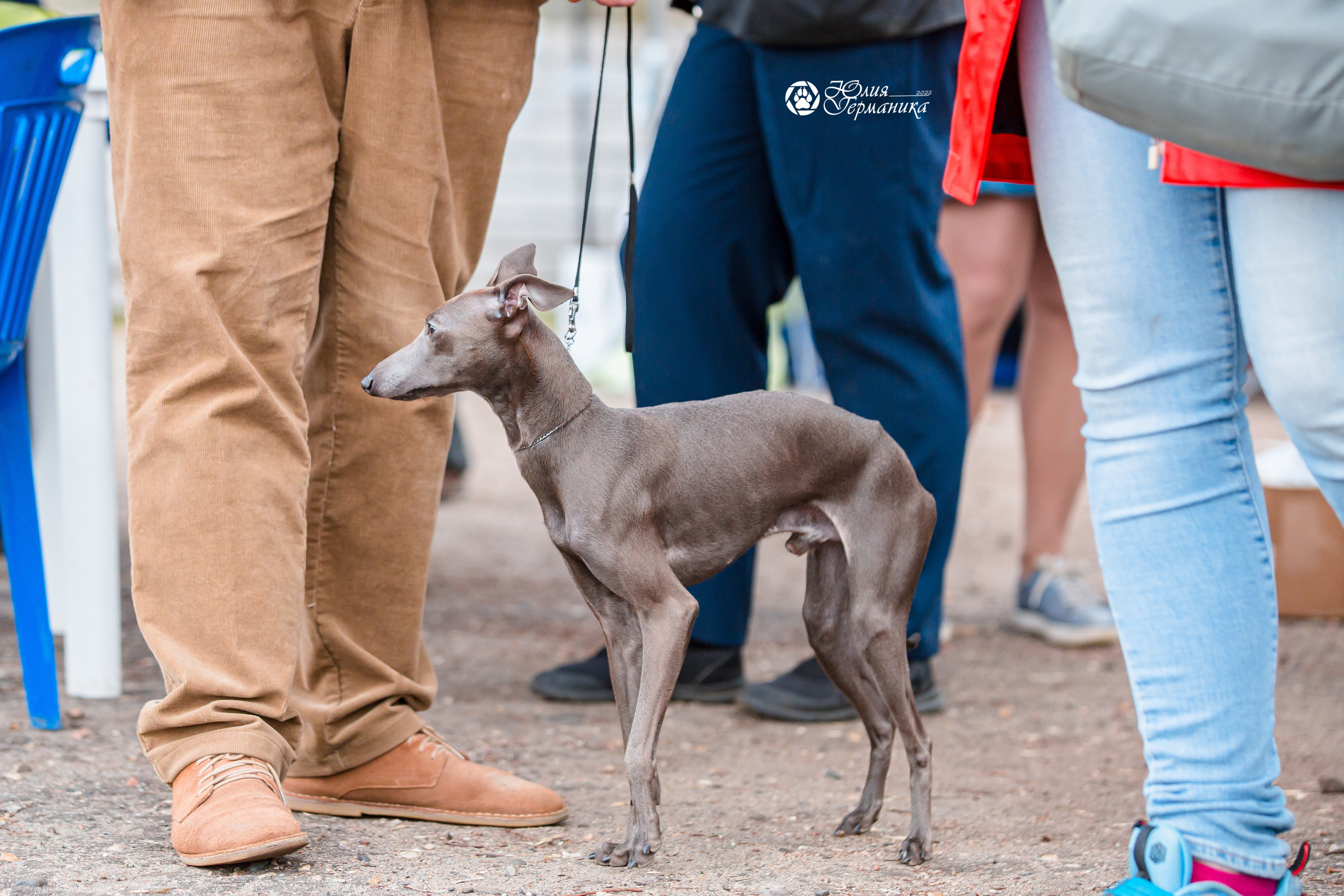 Александров 2хСАС 8 мая 2022. Фотограф-анималист Юлия Германика