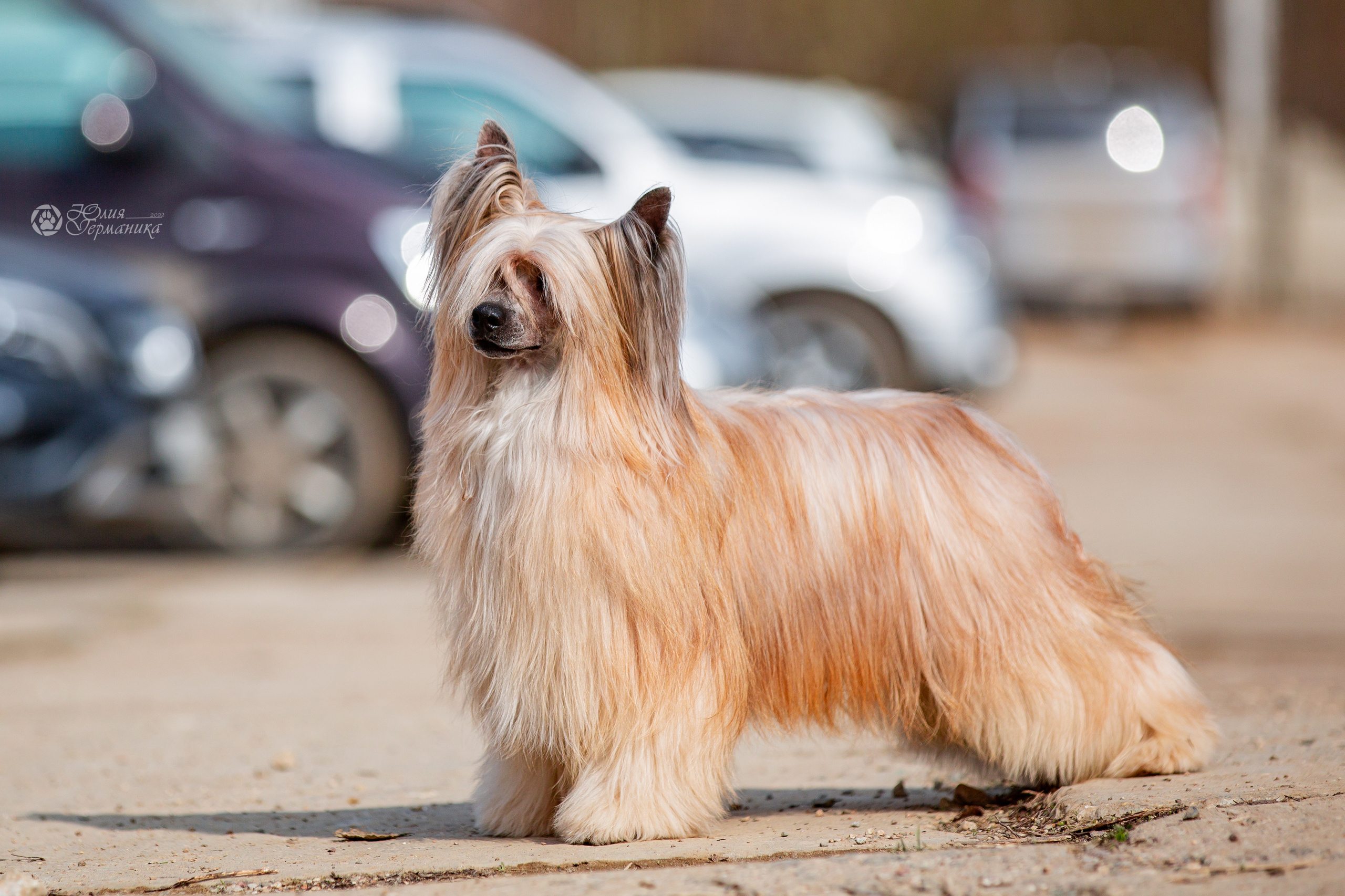 Сергиев Посад 23.04.2022. Фотограф-анималист Юлия Германика