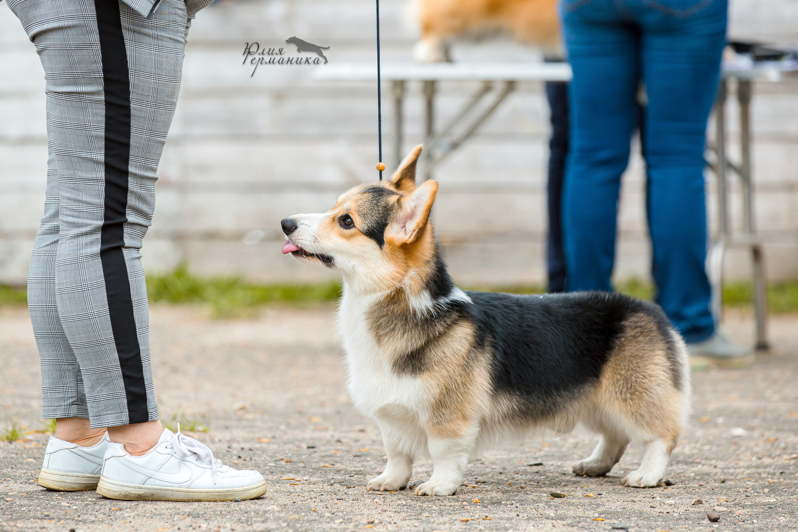 Александров 2хСАС 8 мая 2022. Фотограф-анималист Юлия Германика