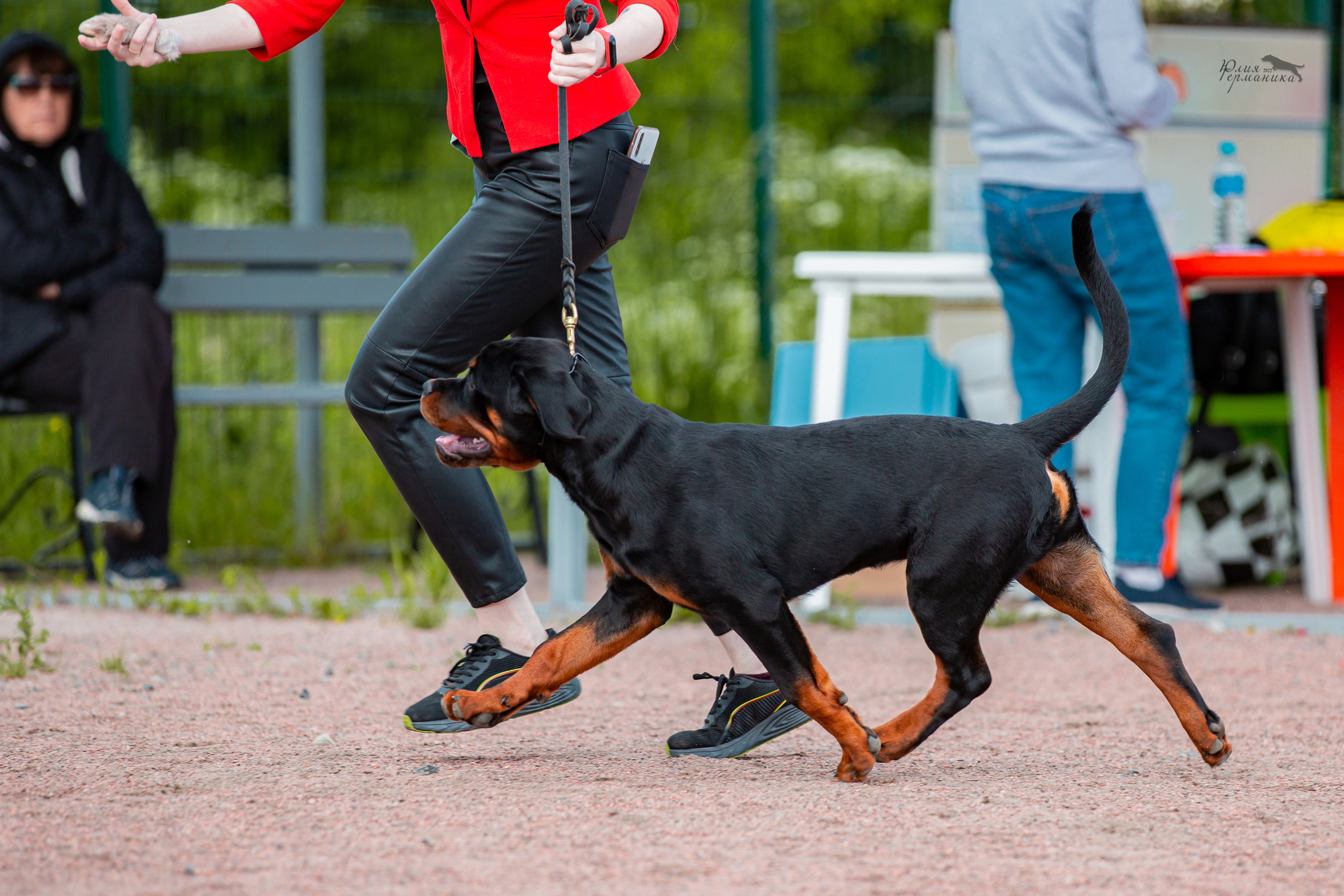 Смоленск 12.06,   Ховрино 13.06,    Питер 18.06 2022. Фотограф-анималист Юлия Германика