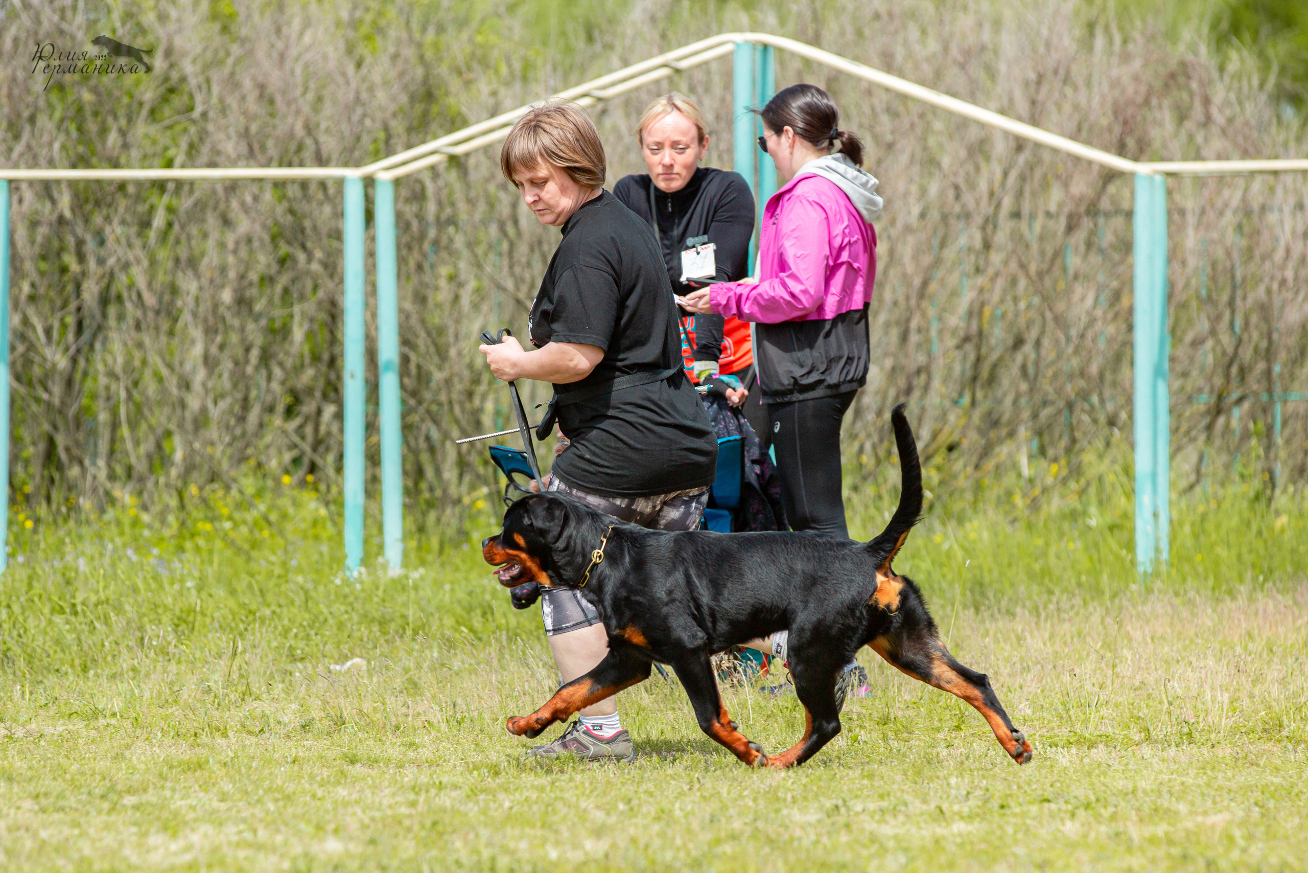 Воронеж моно ротвейлеров 28-29 мая 2022. Фотограф-анималист Юлия Германика