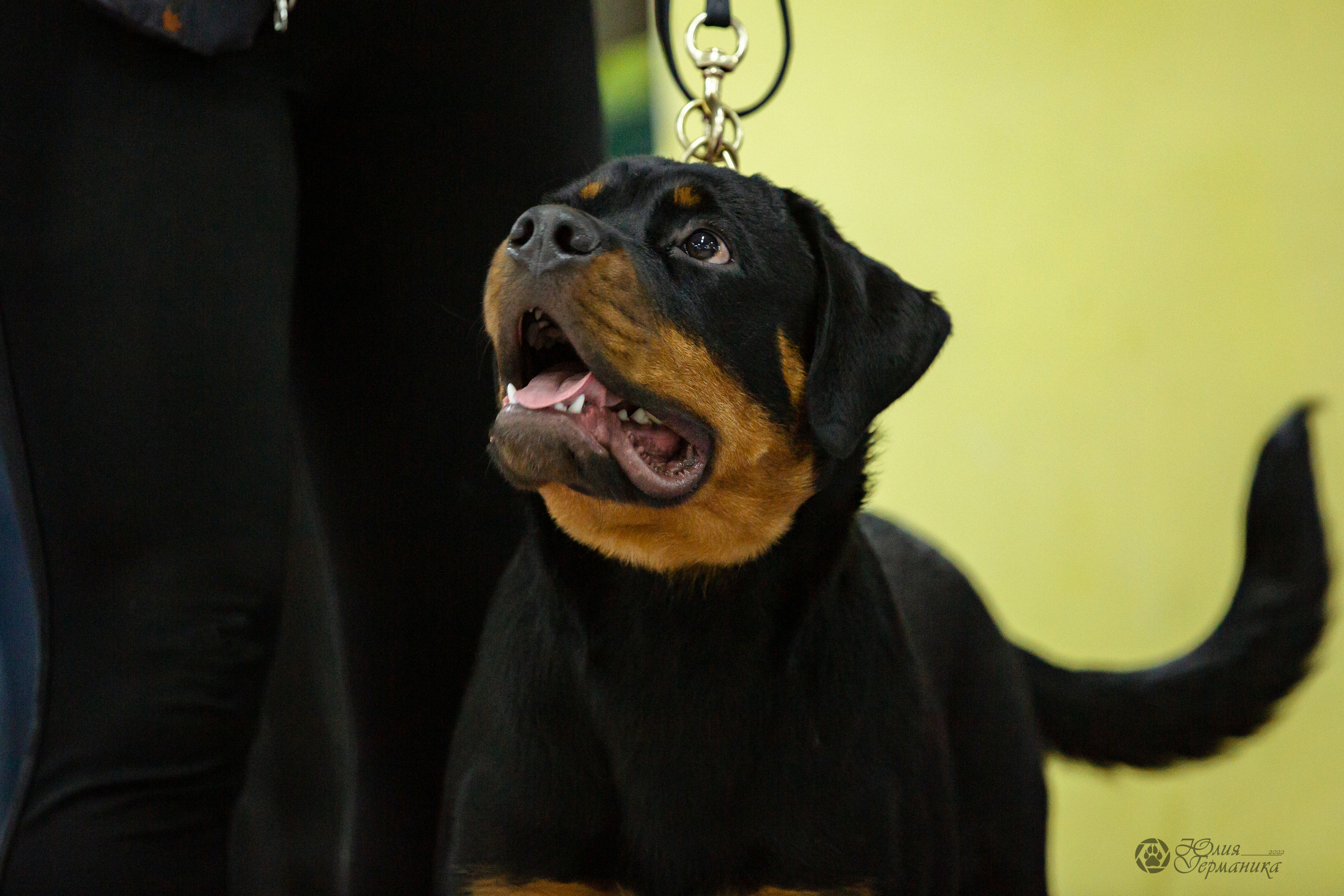 Чайна-Таун 16-17 апреля 2022. Фотограф-анималист Юлия Германика