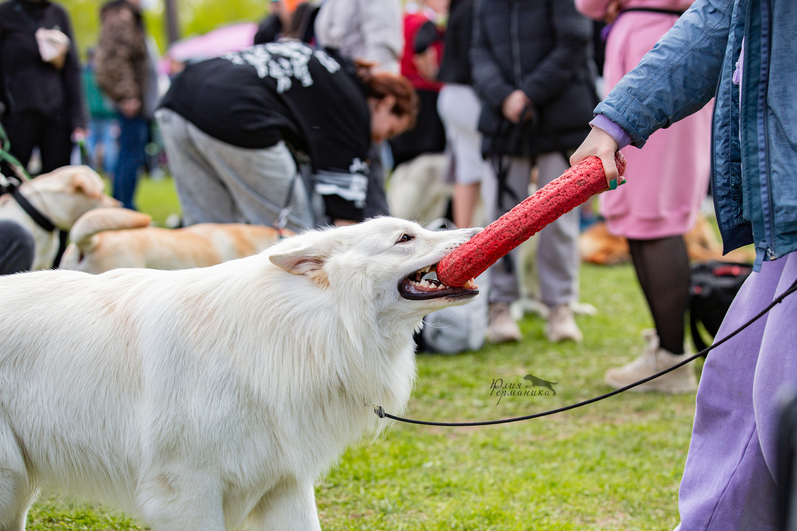 Пушкино 2хЧРКФ 14 мая 2022. Фотограф-анималист Юлия Германика