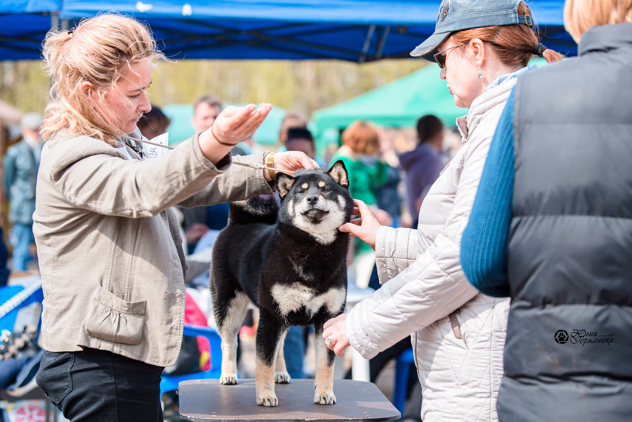 Александров 2хСАС 8 мая 2022. Фотограф-анималист Юлия Германика