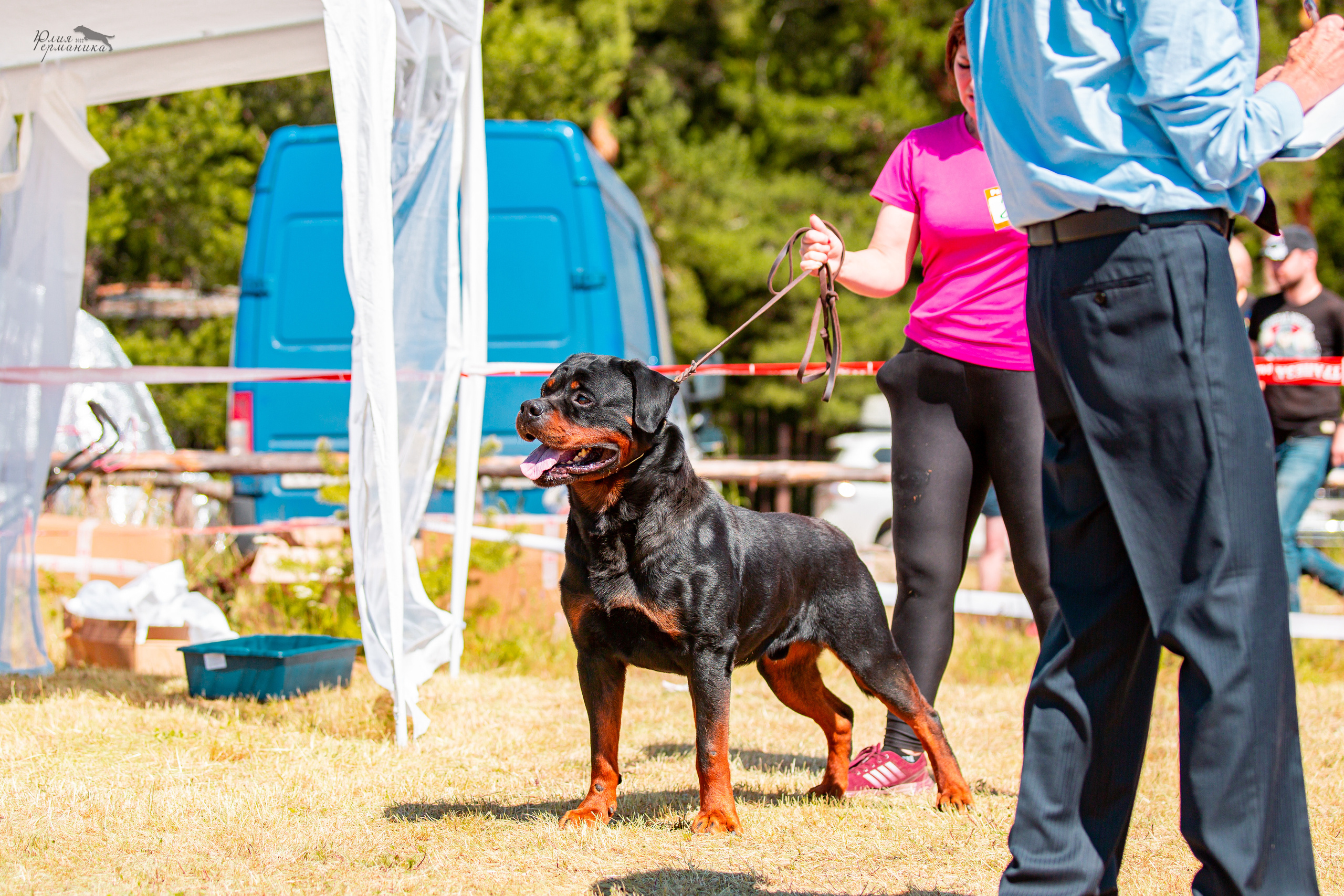 Тверь моно ротвейлеров 2-3.07.2022. Фотограф-анималист Юлия Германика