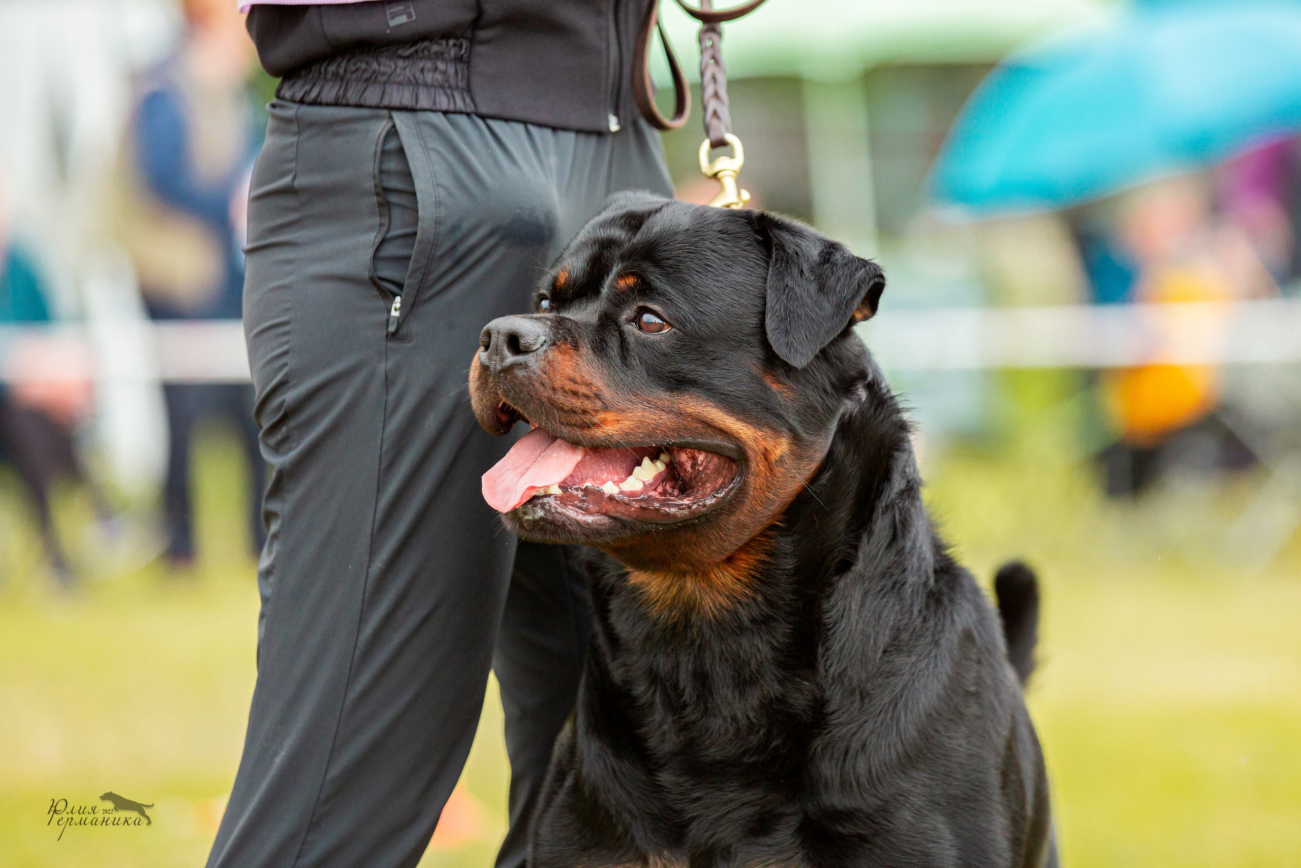 Воронеж моно ротвейлеров 28-29 мая 2022. Фотограф-анималист Юлия Германика