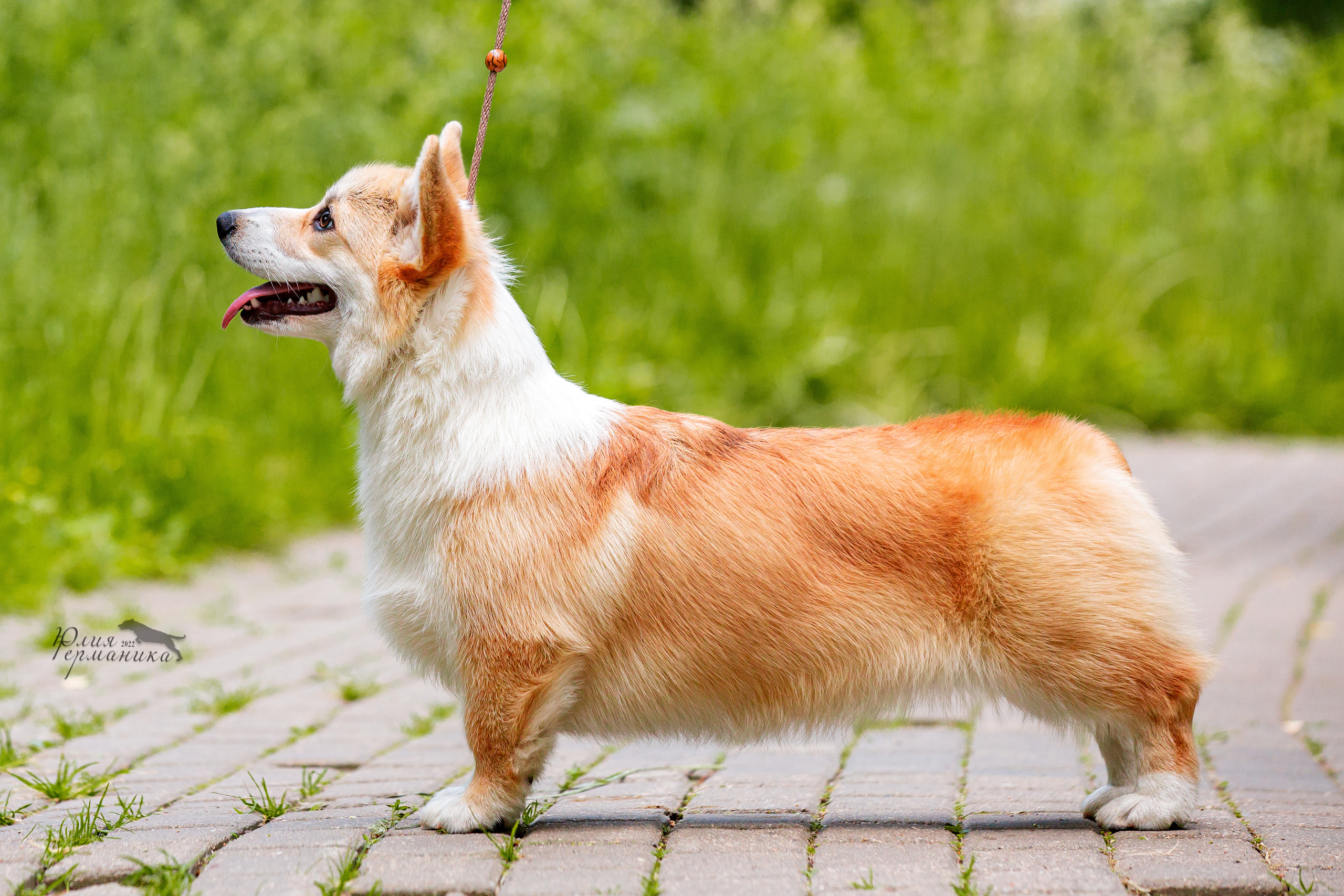 Сергиев Посад 2хСАС 25.06.2022. Фотограф-анималист Юлия Германика