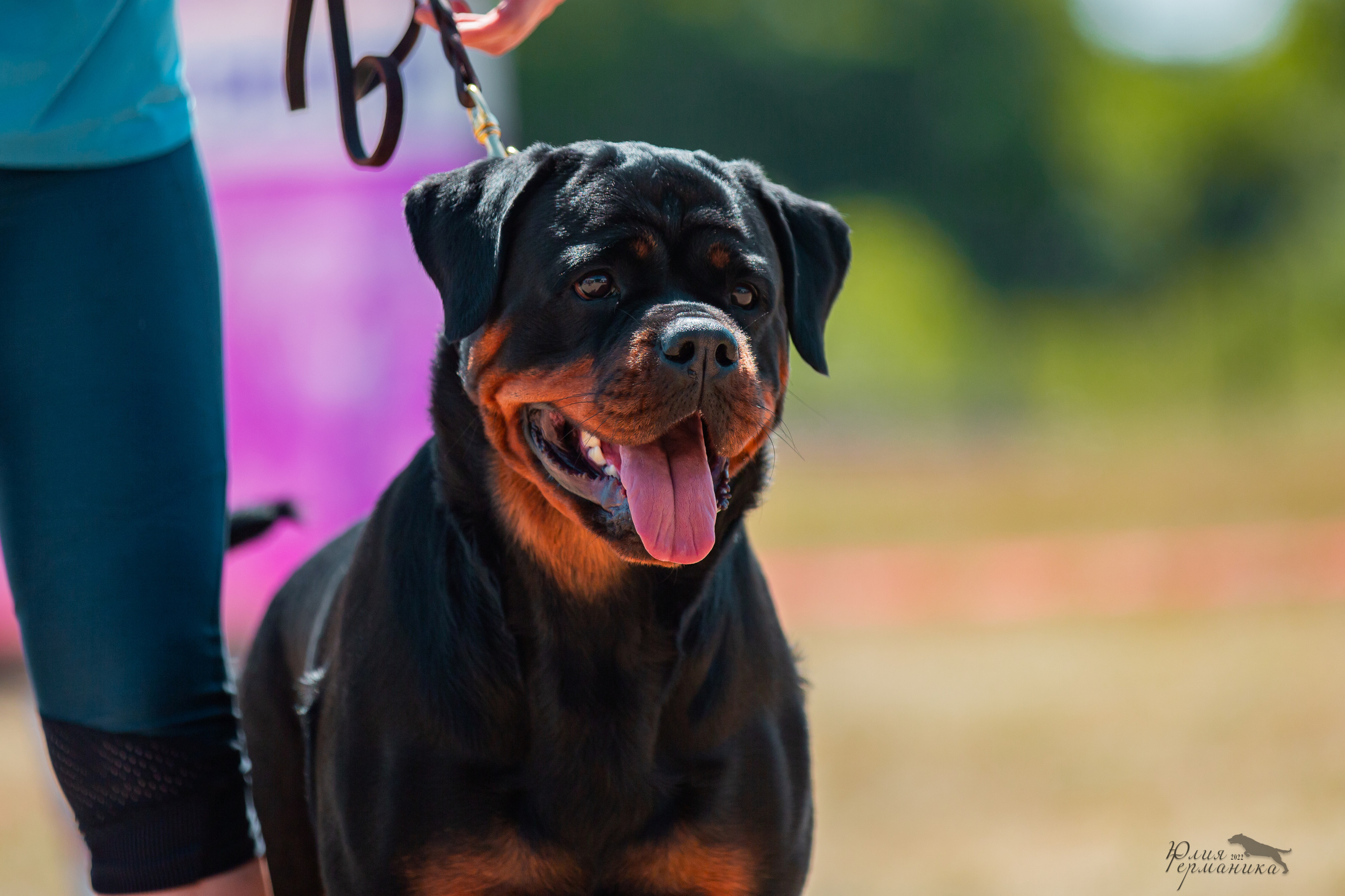 Тверь моно ротвейлеров 2-3.07.2022. Фотограф-анималист Юлия Германика