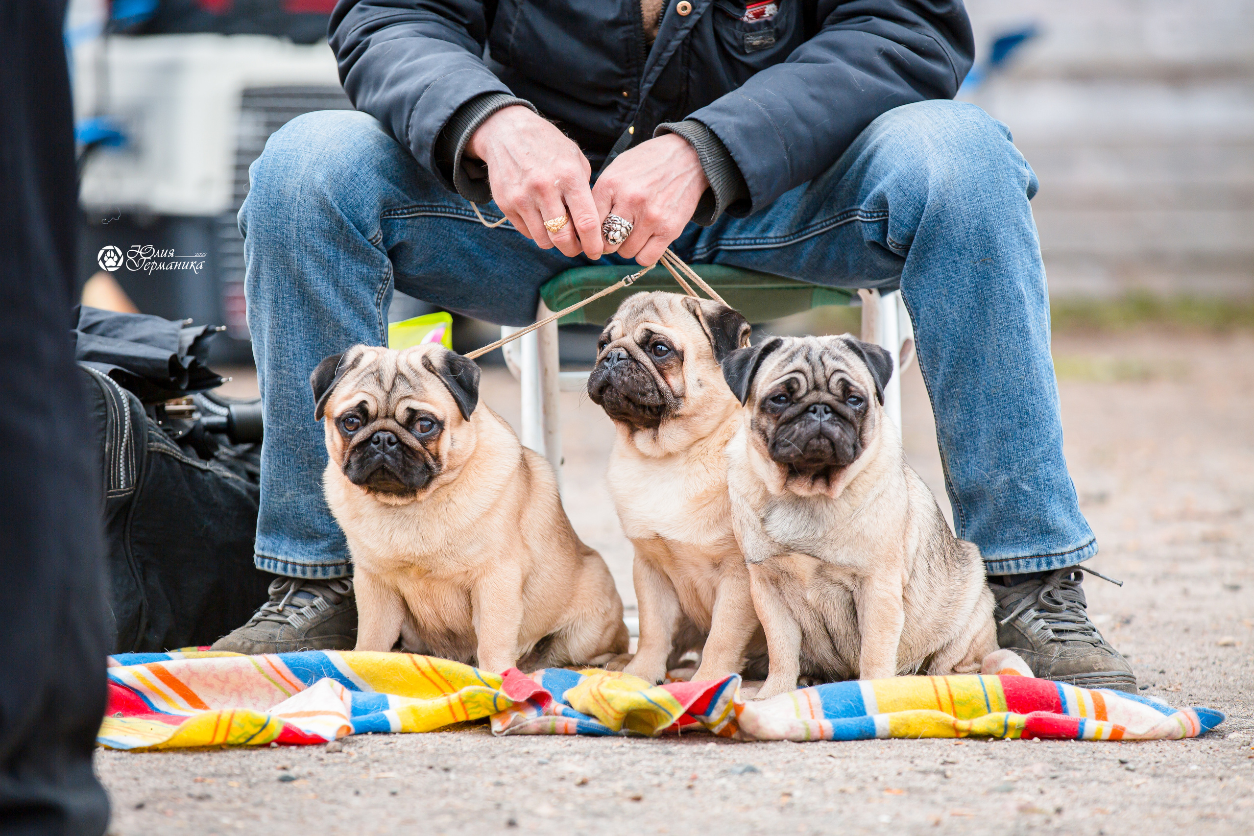 Александров 2хСАС 8 мая 2022. Фотограф-анималист Юлия Германика