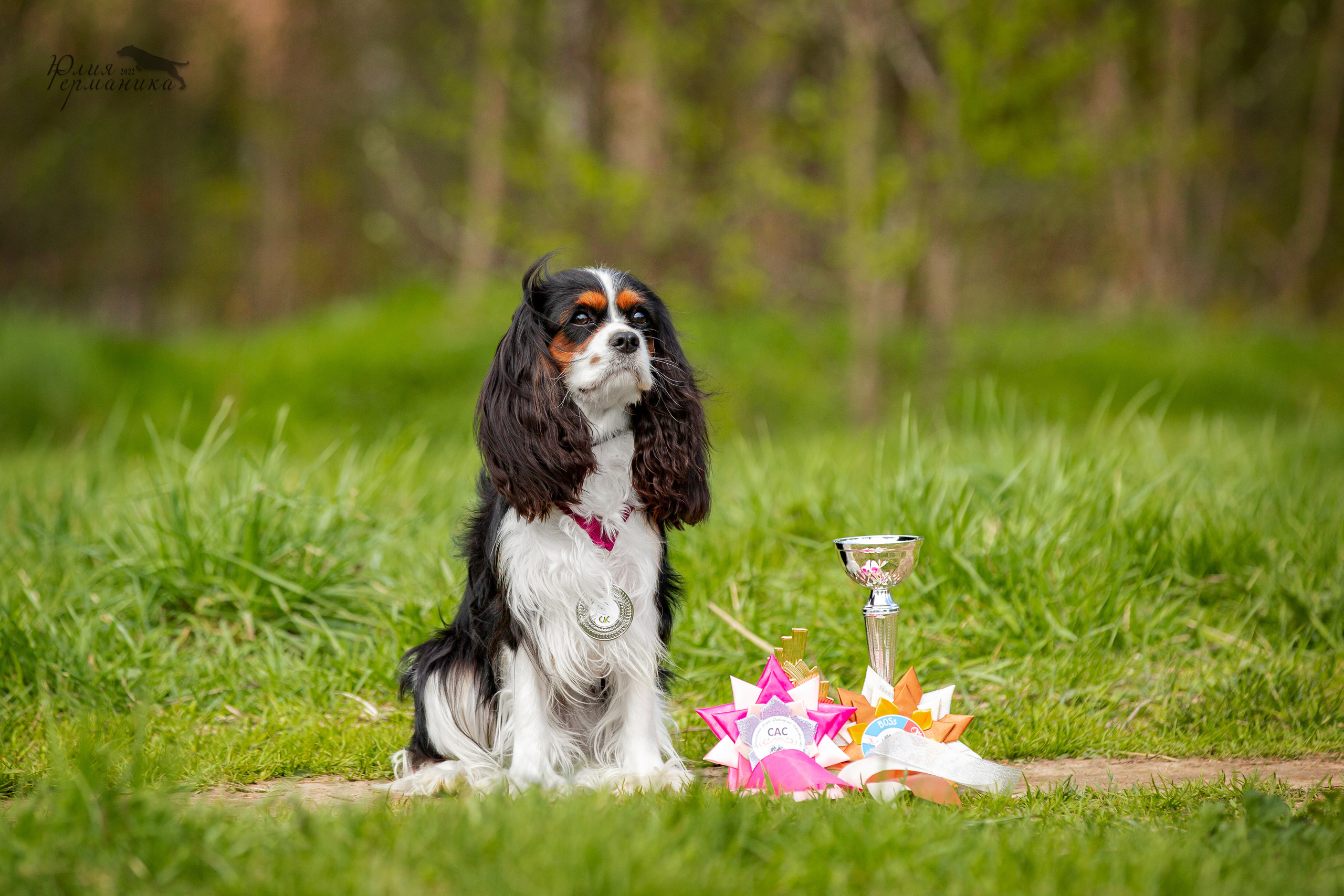 Пушкино 2хЧРКФ 14 мая 2022. Фотограф-анималист Юлия Германика