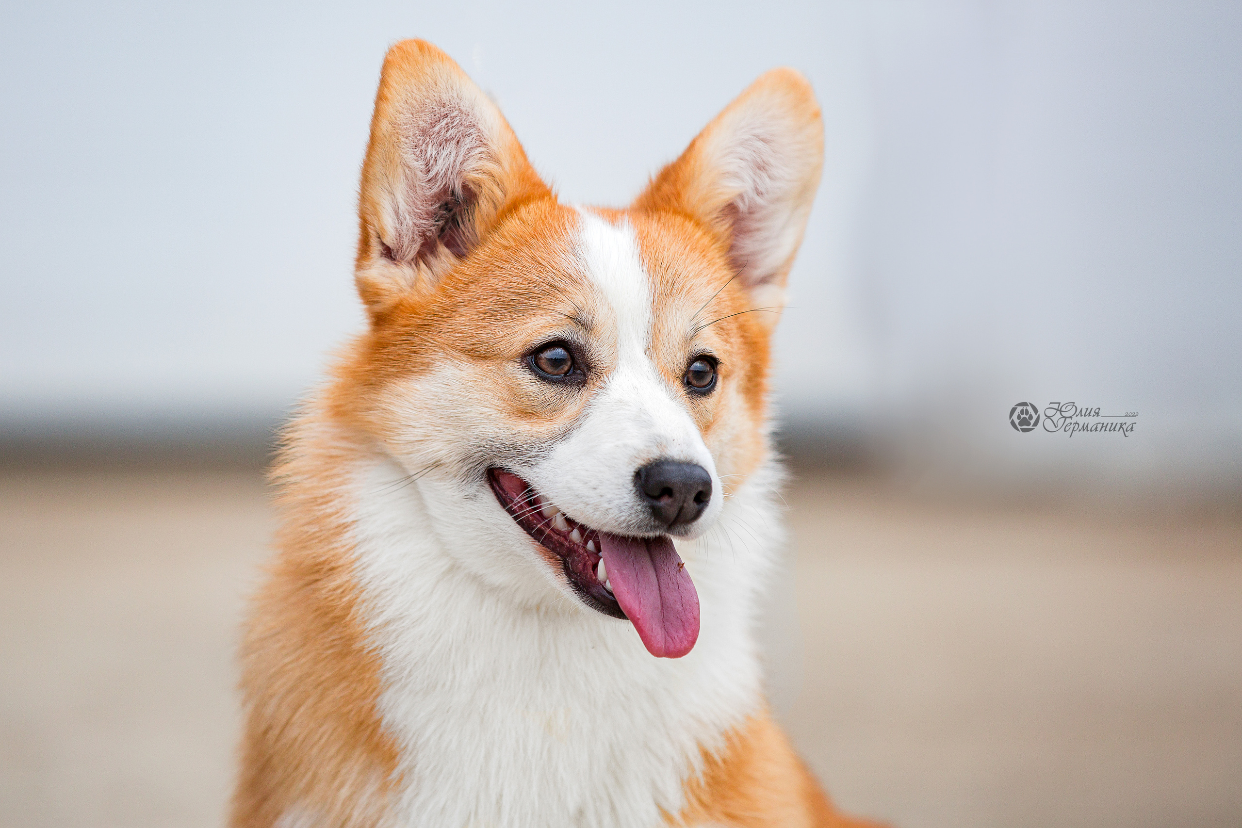 Сергиев Посад 23.04.2022. Фотограф-анималист Юлия Германика