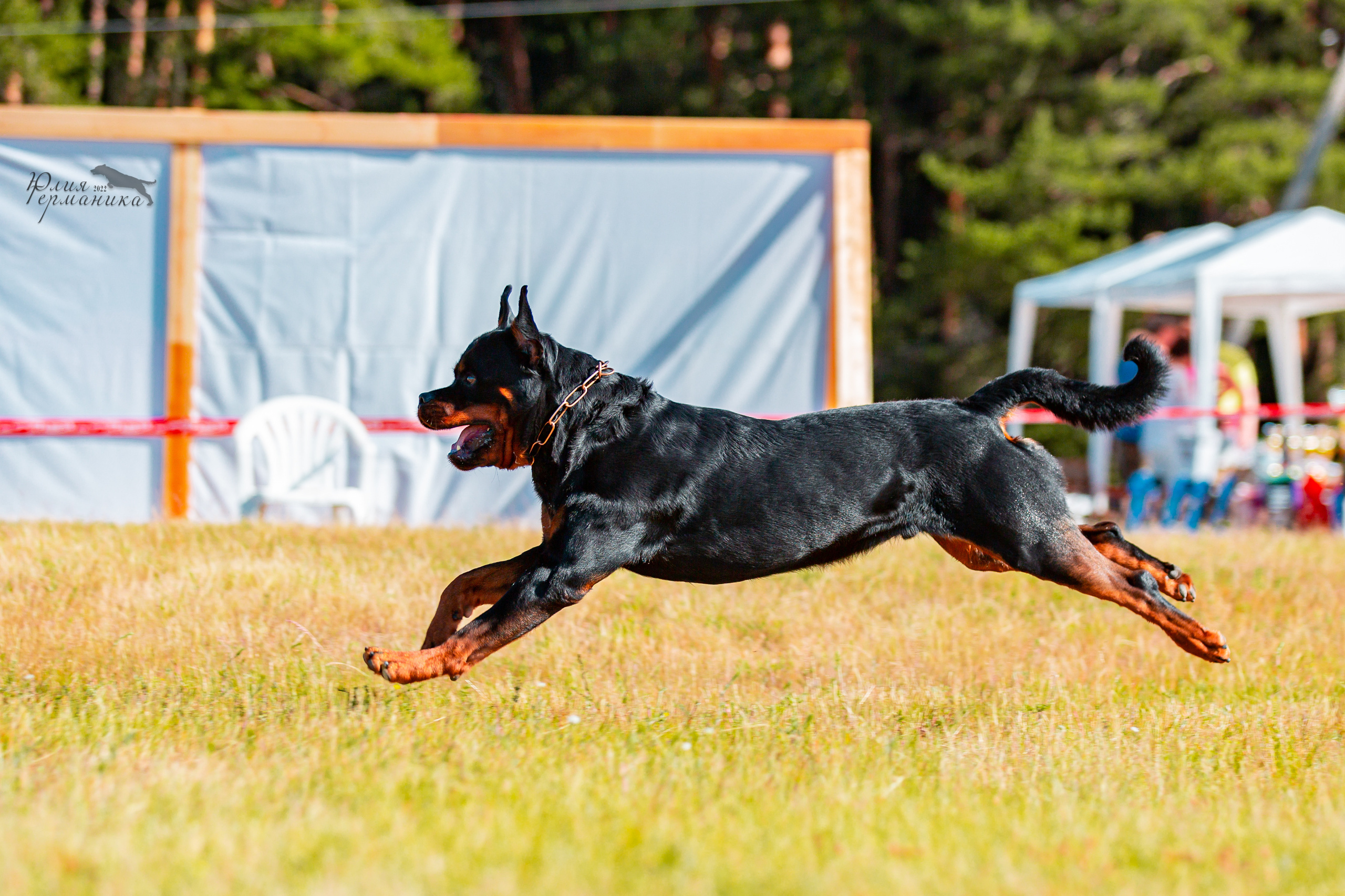 Тверь моно ротвейлеров 2-3.07.2022. Фотограф-анималист Юлия Германика