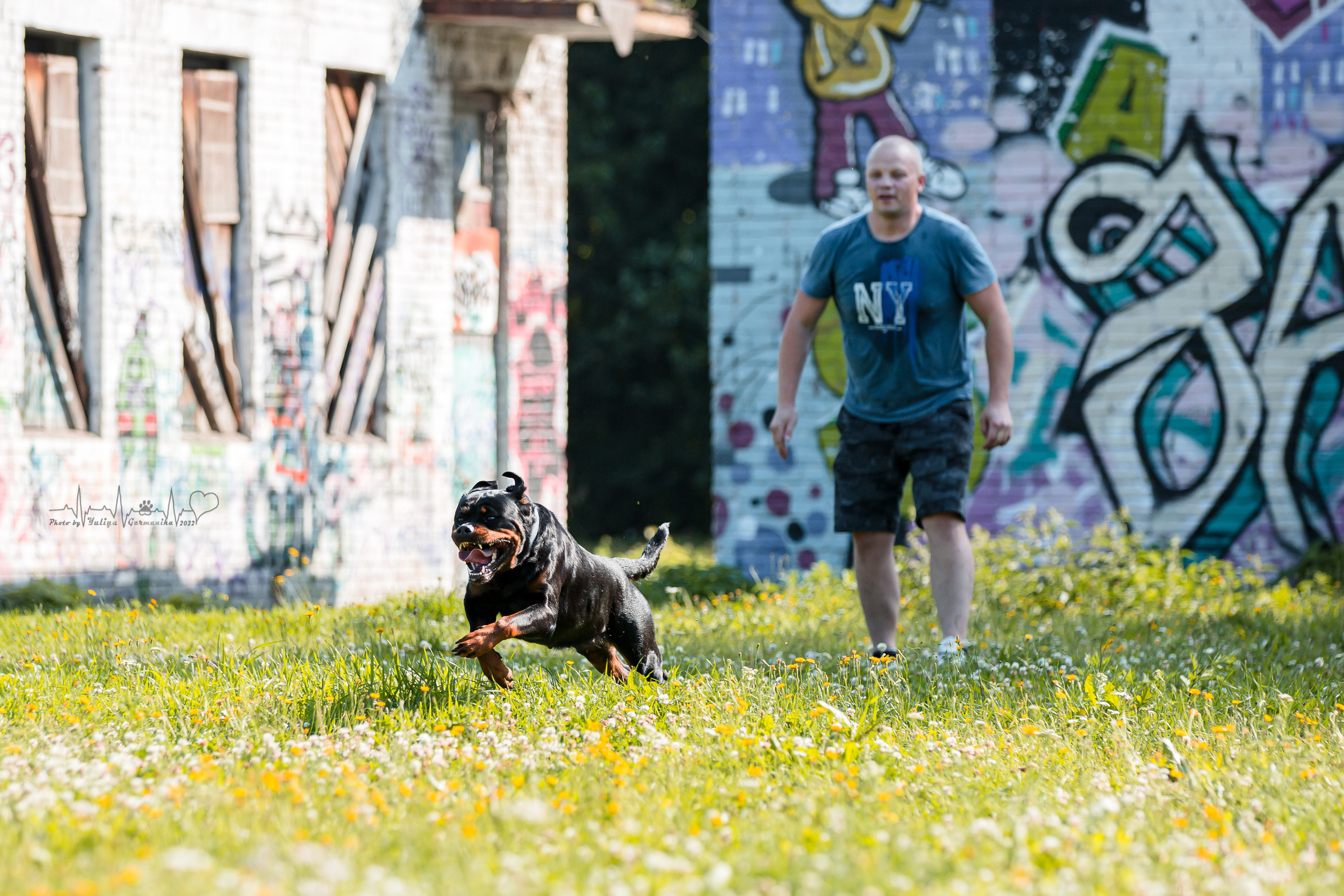 Санкт-Петербург моно ротвейлеров 23.07.2022. Фотограф-анималист Юлия Германика