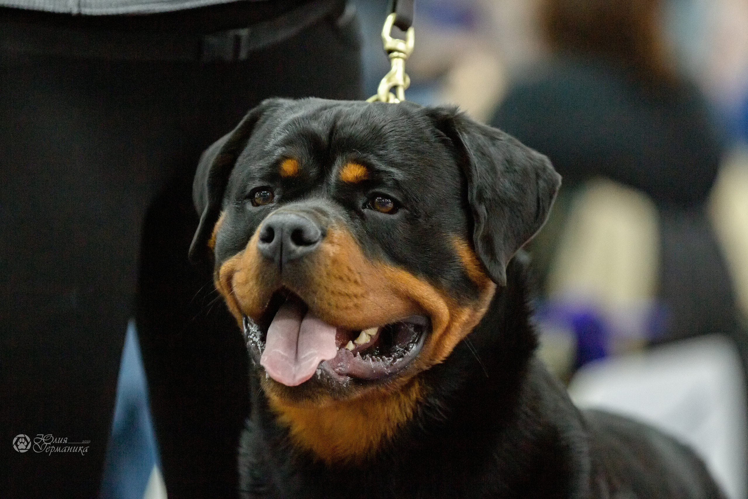 Чайна-Таун 16-17 апреля 2022. Фотограф-анималист Юлия Германика