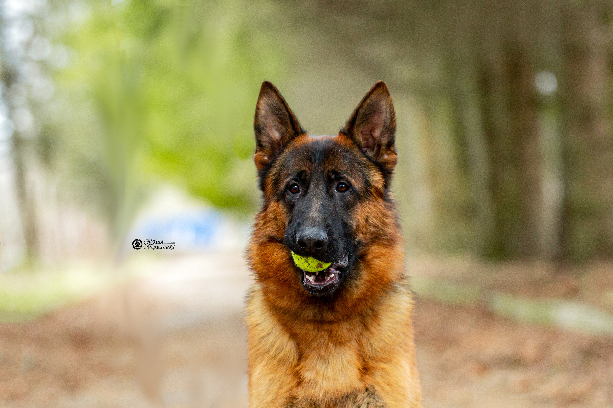 Свободная съемка. Фотограф-анималист Юлия Германика