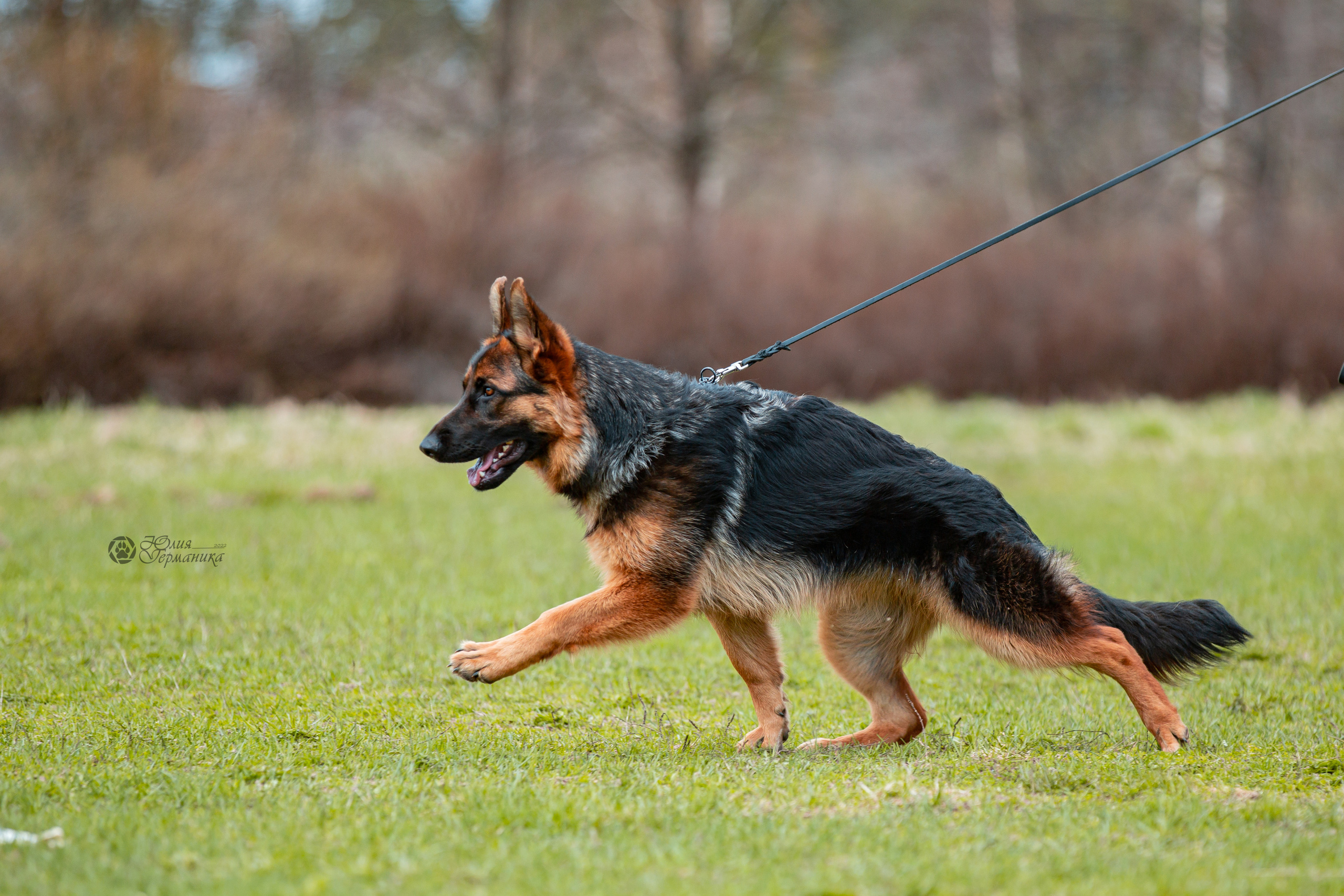 Свободная съемка. Фотограф-анималист Юлия Германика