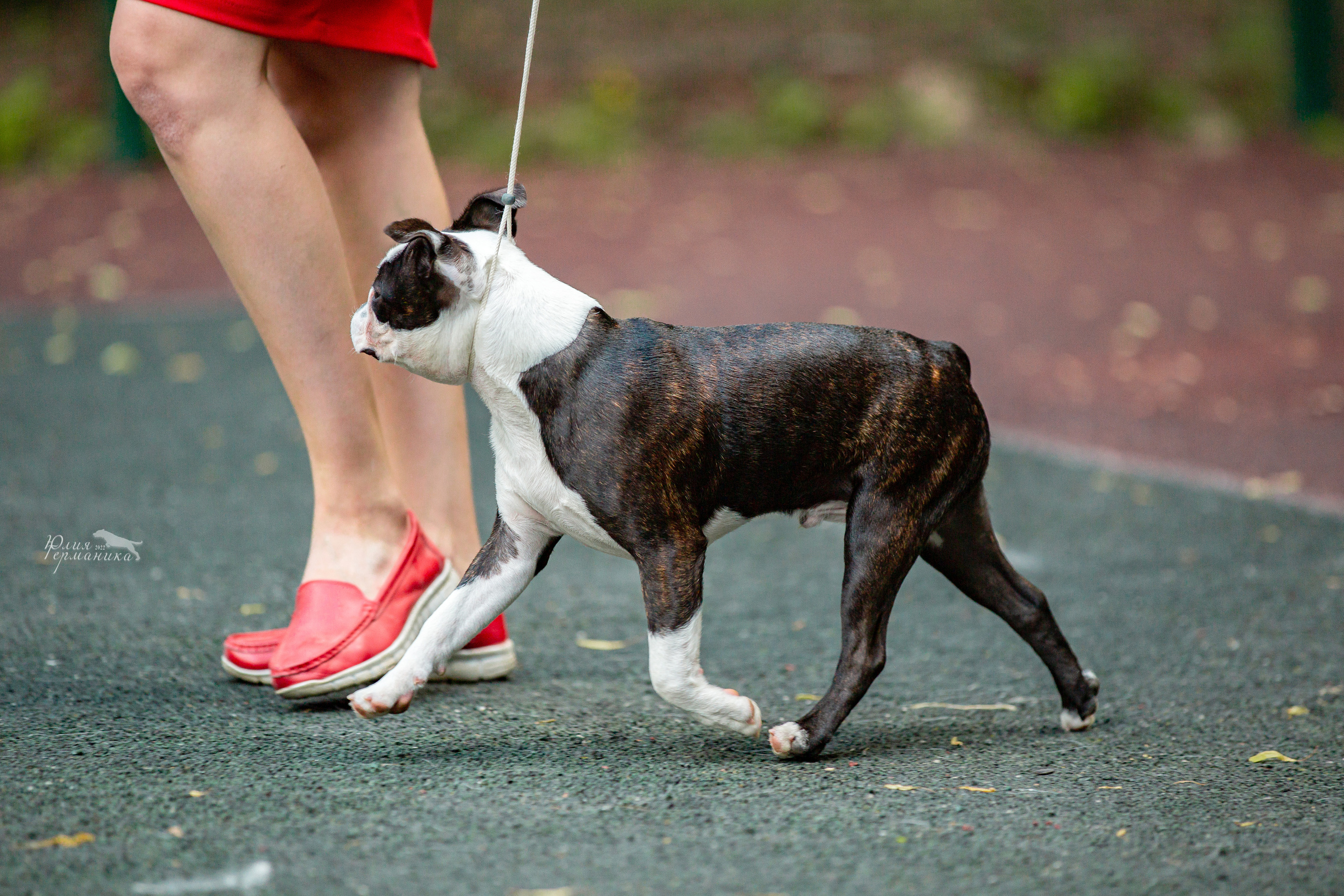 Сергиев Посад 2хСАС 25.06.2022. Фотограф-анималист Юлия Германика